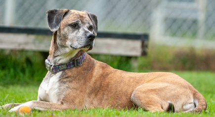 Doss, a Adoptable mixed breed in Carlsbad Springs, ON image 2/4
