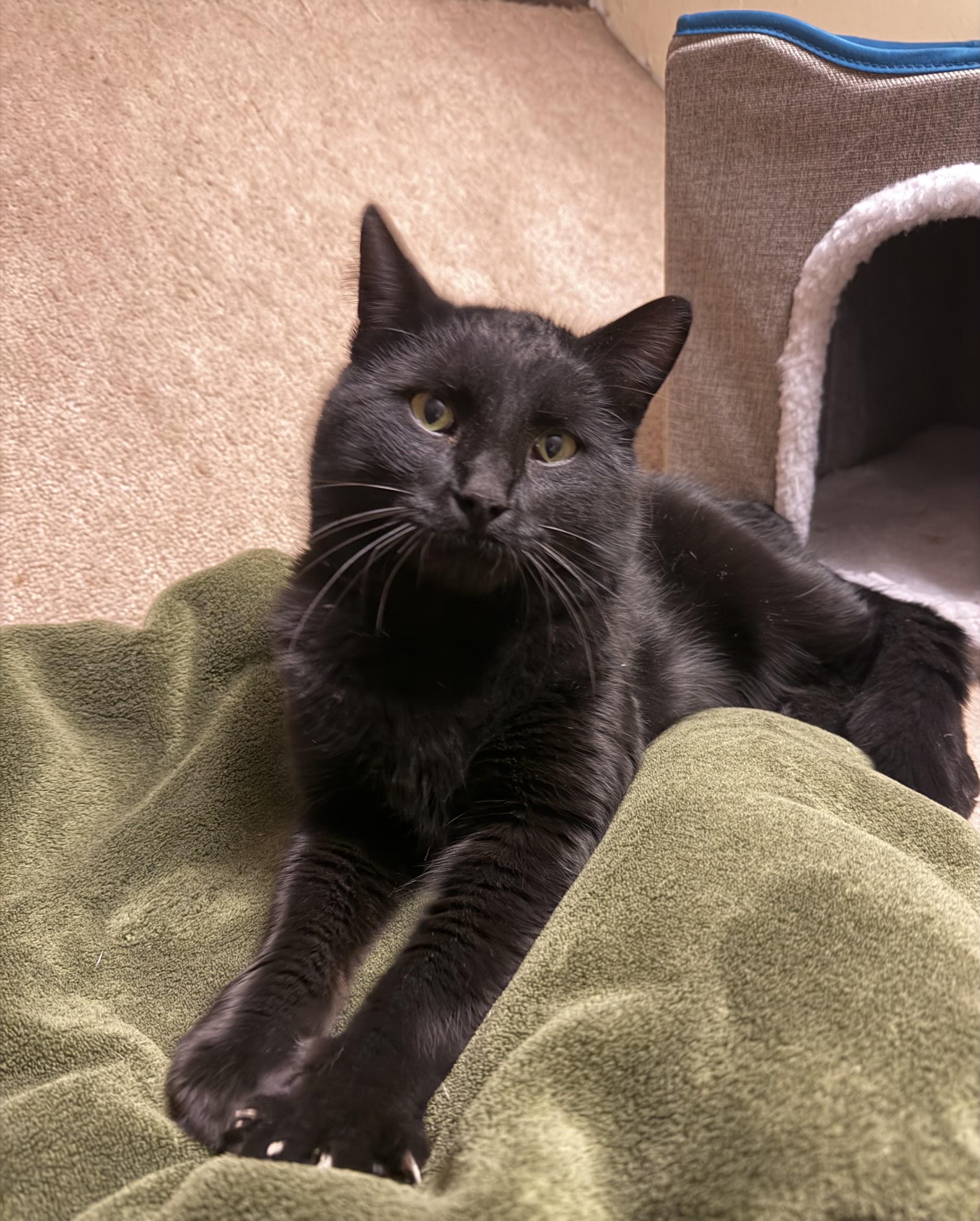 Enlarge Pokus, an adopted American Shorthair in Frederick, MD image 4/6