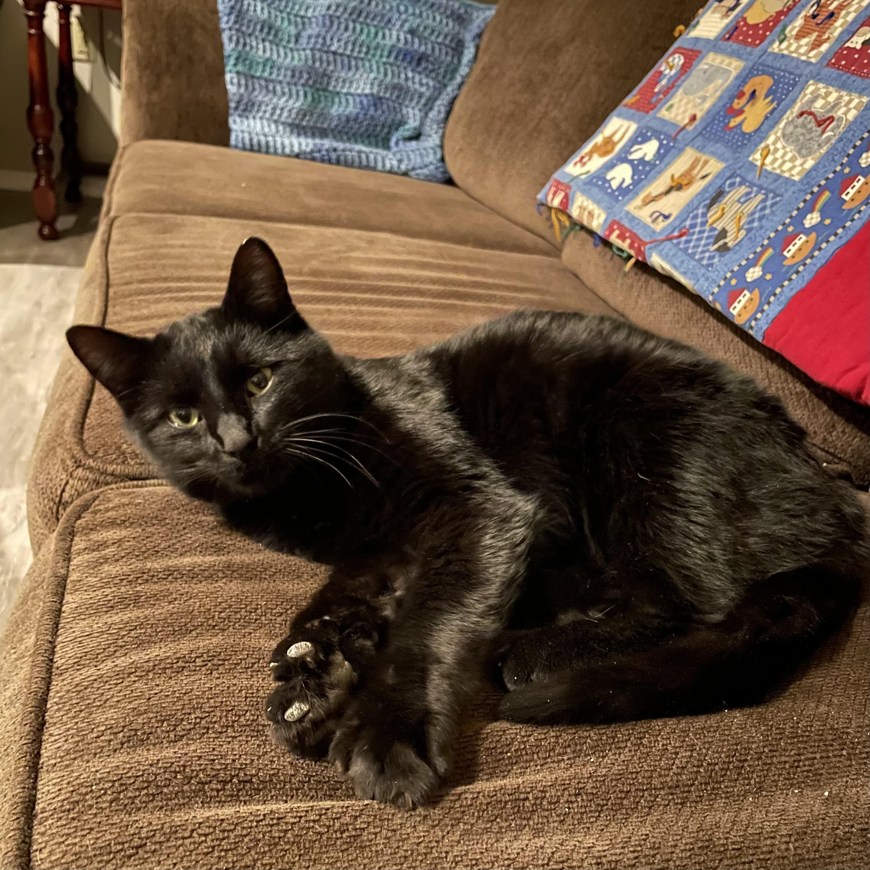 Enlarge Pokus, an adopted American Shorthair in Frederick, MD image 5/6