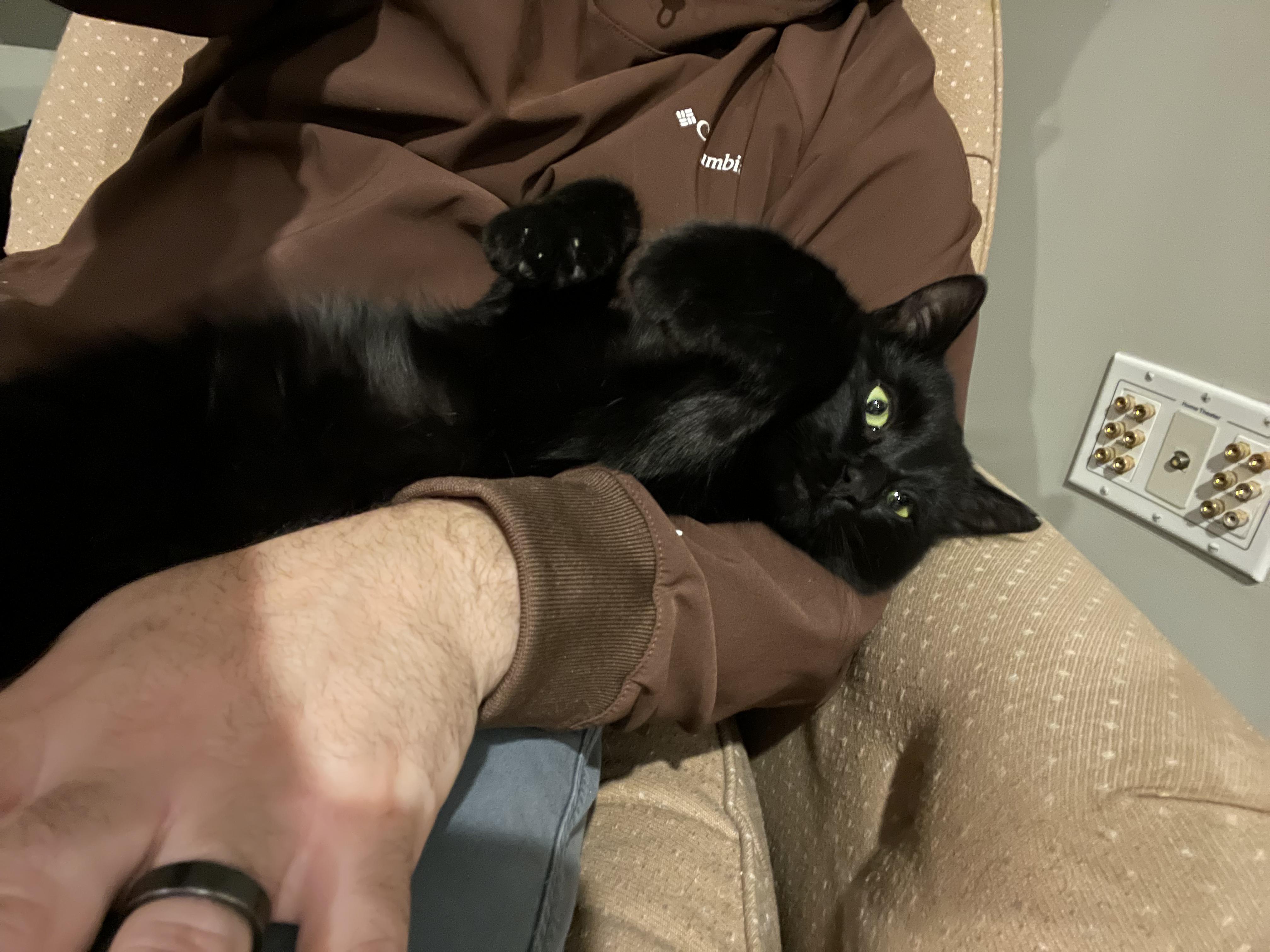 Pocus , Adoptable, Young Male American Shorthair.