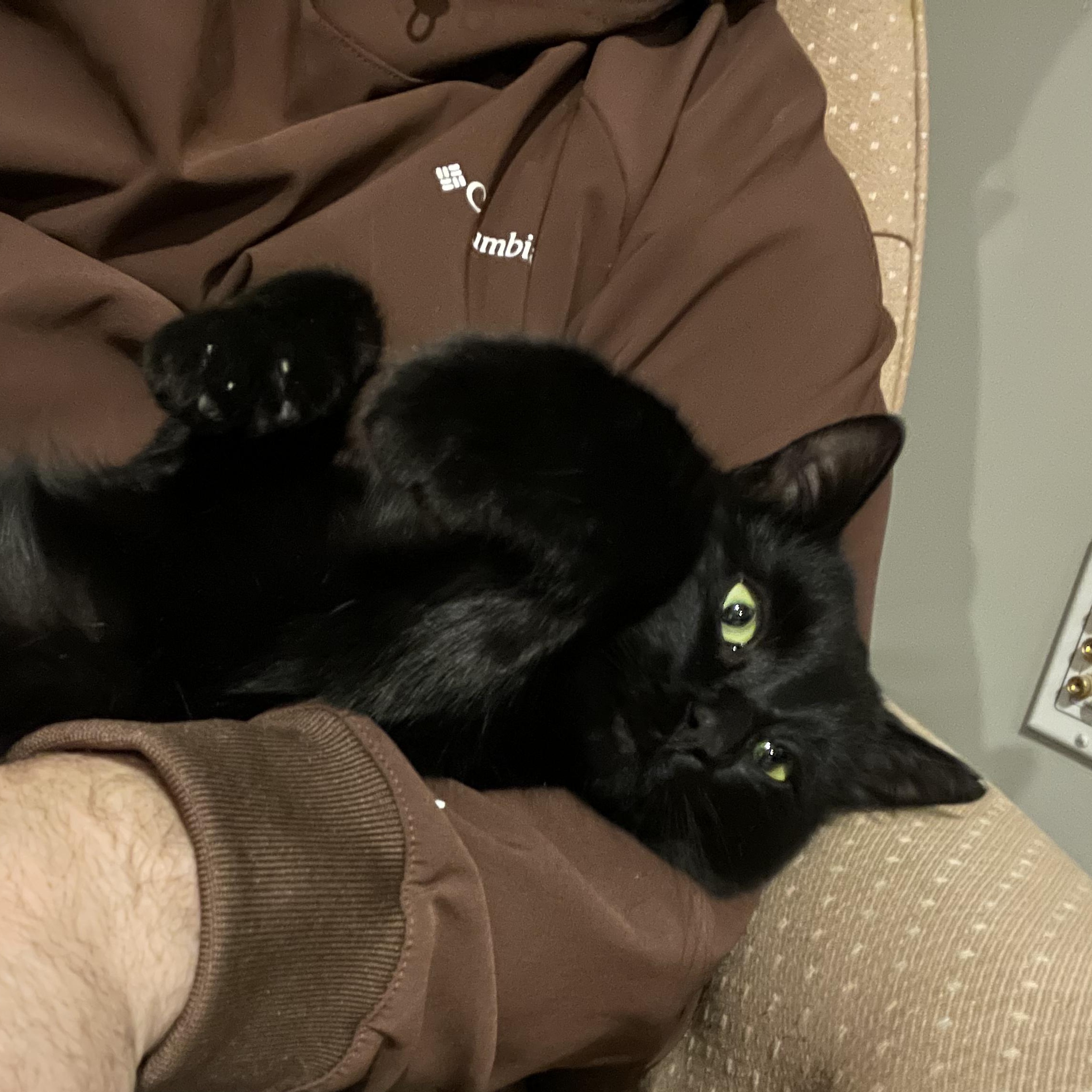 Enlarge Pokus, an adopted American Shorthair in Frederick, MD image 2/6