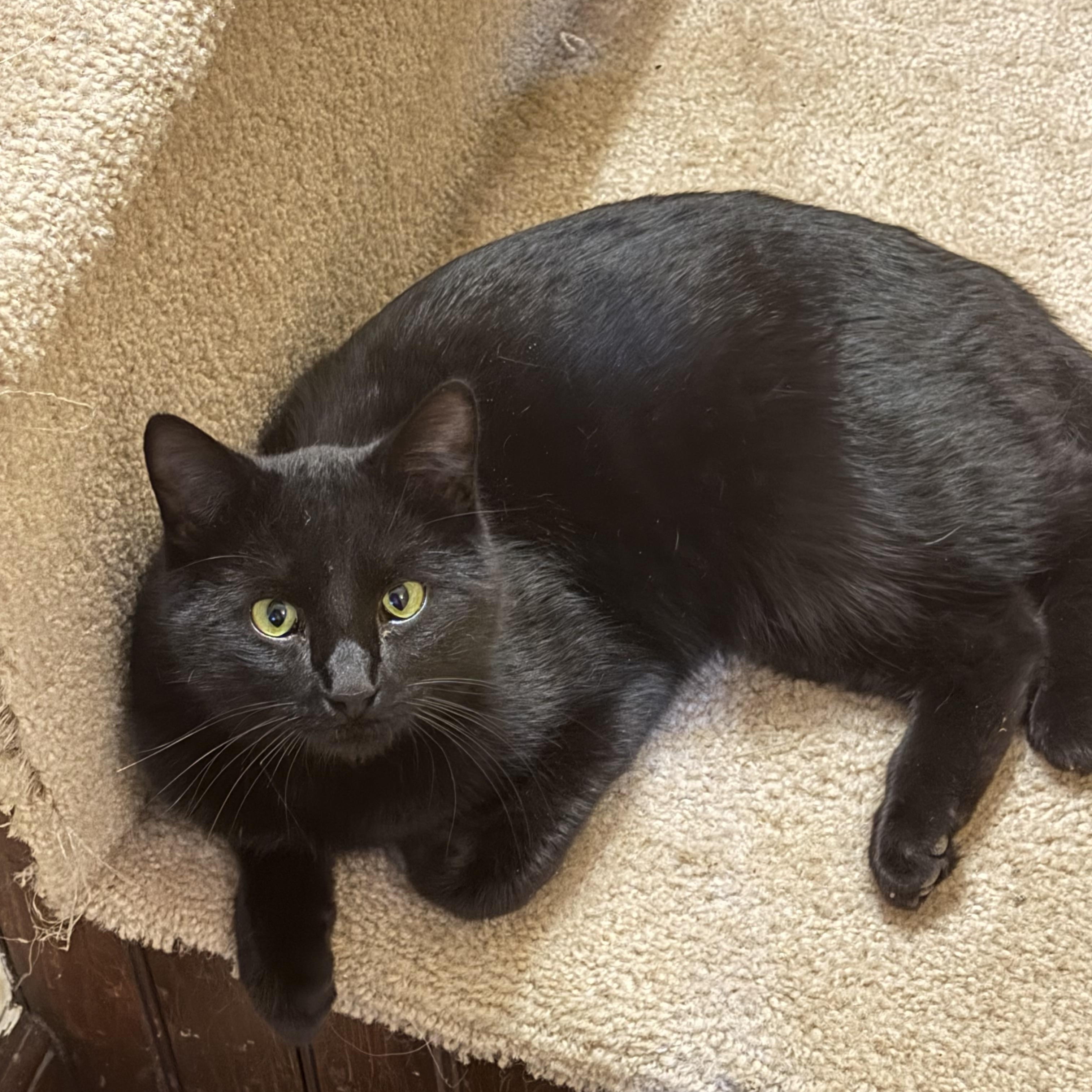 Enlarge Pokus, an adopted American Shorthair in Frederick, MD image 6/6