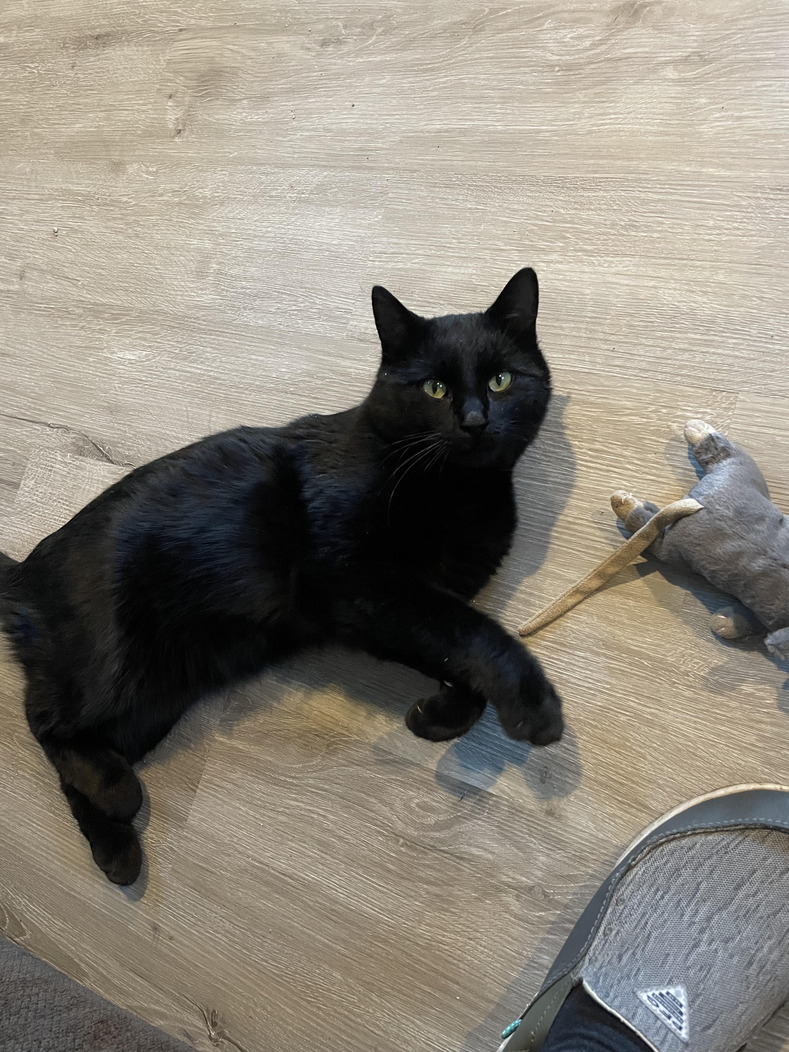 Enlarge Pocus , a Adoptable American Shorthair in Frederick, MD image 2/6