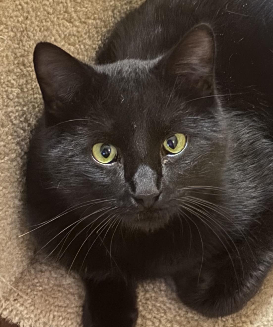 Enlarge Pokus, an adopted American Shorthair in Frederick, MD image 1/6