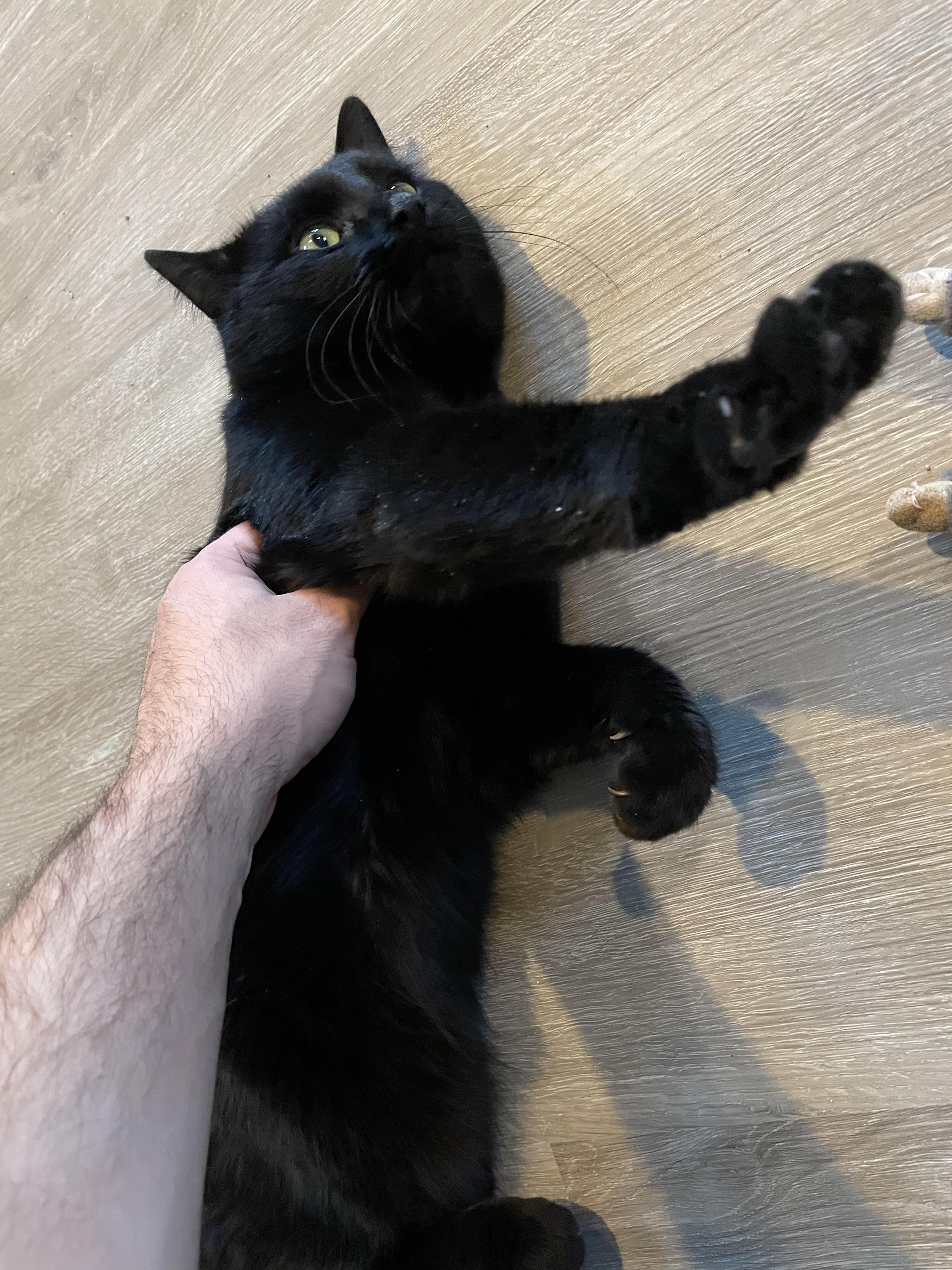 Enlarge Pocus , a Adoptable American Shorthair in Frederick, MD image 3/6