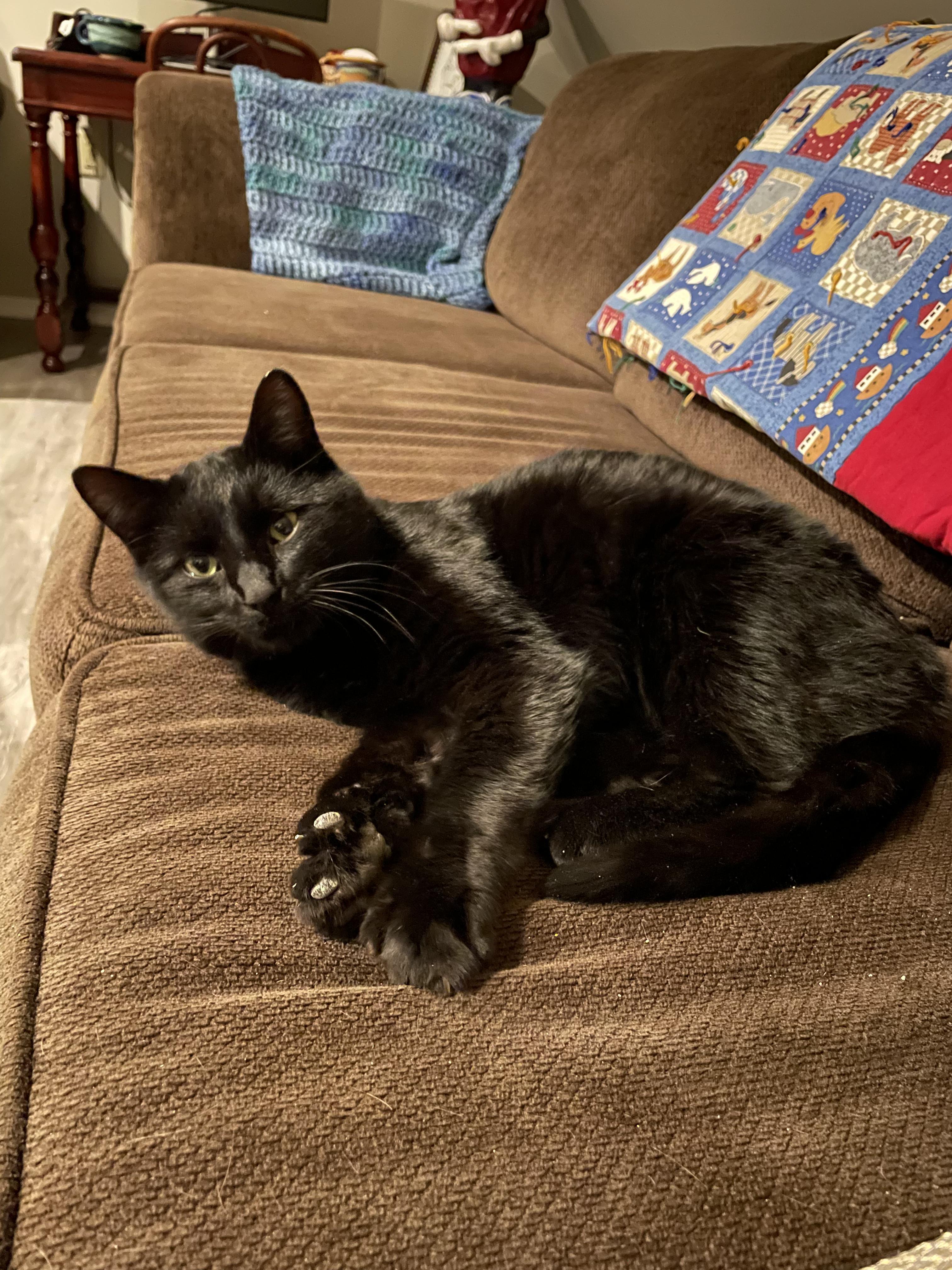 Enlarge Pocus , a Adoptable American Shorthair in Frederick, MD image 4/6