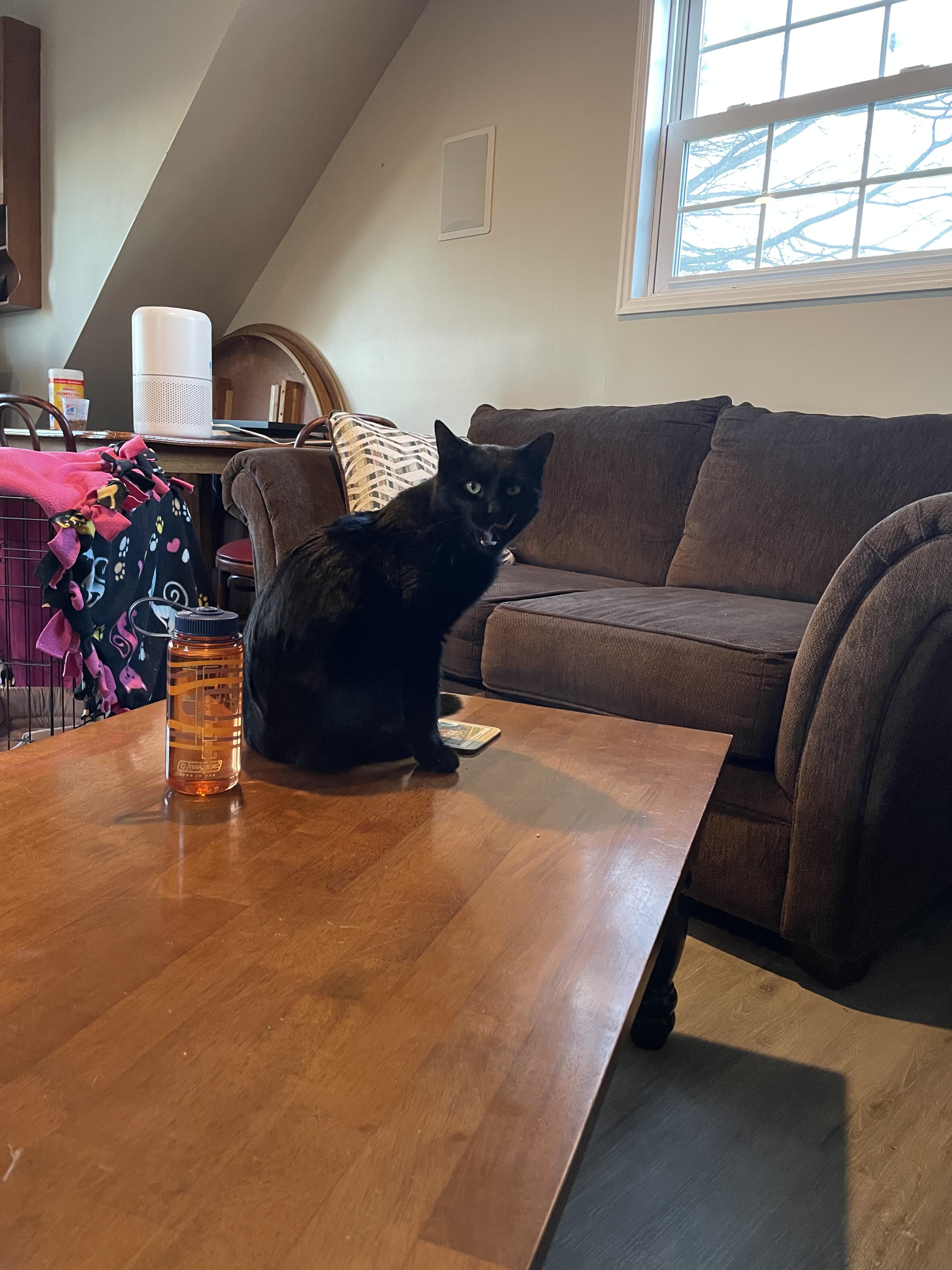 Enlarge Pocus , a Adoptable American Shorthair in Frederick, MD image 5/6