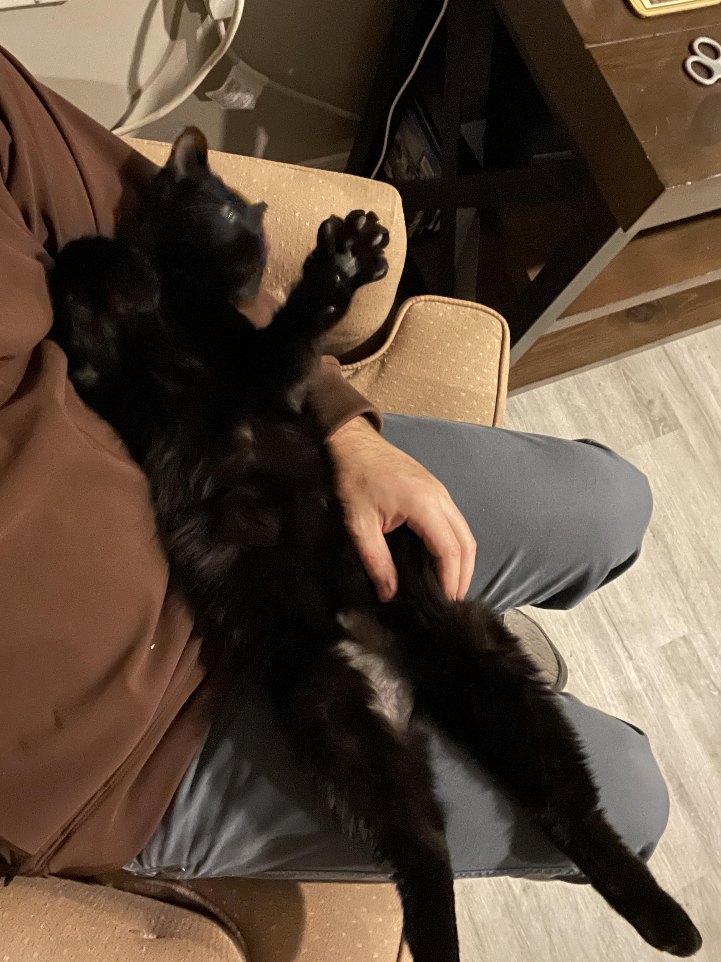 Enlarge Pocus , a Adoptable American Shorthair in Frederick, MD image 6/6