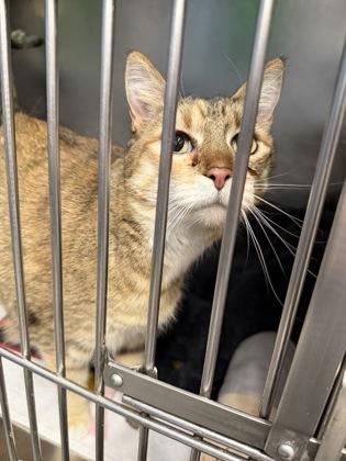 Kessie — thumbnail 2