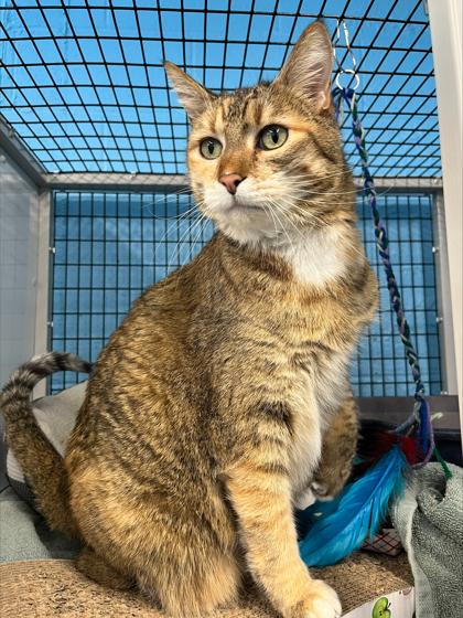 Kessie — thumbnail 4