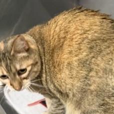 Kessie — thumbnail 5