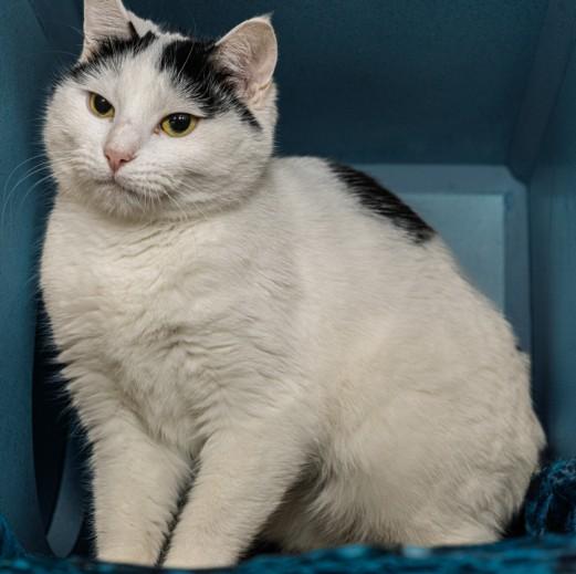 Enlarge BBQ SAUCE, a Adoptable mixed breed in Cookeville, TN image 1/1