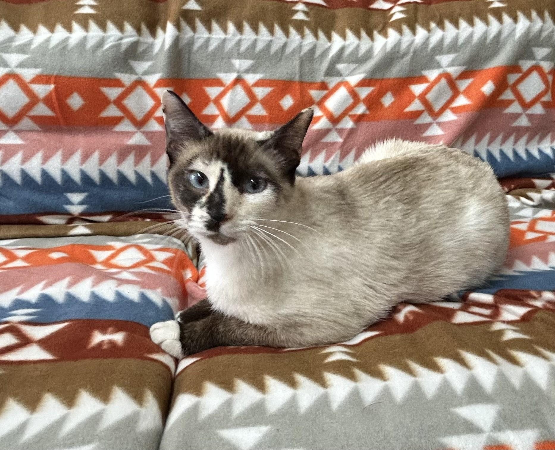 Sia, adopted, Adult Female Siamese.