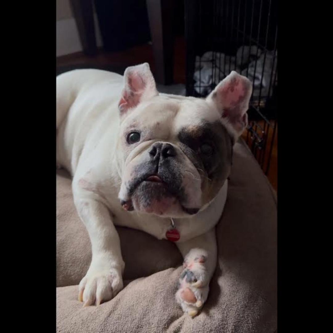 Marc Jacobs, ADOPTABLE, Adult Male American Bully & Bulldog.