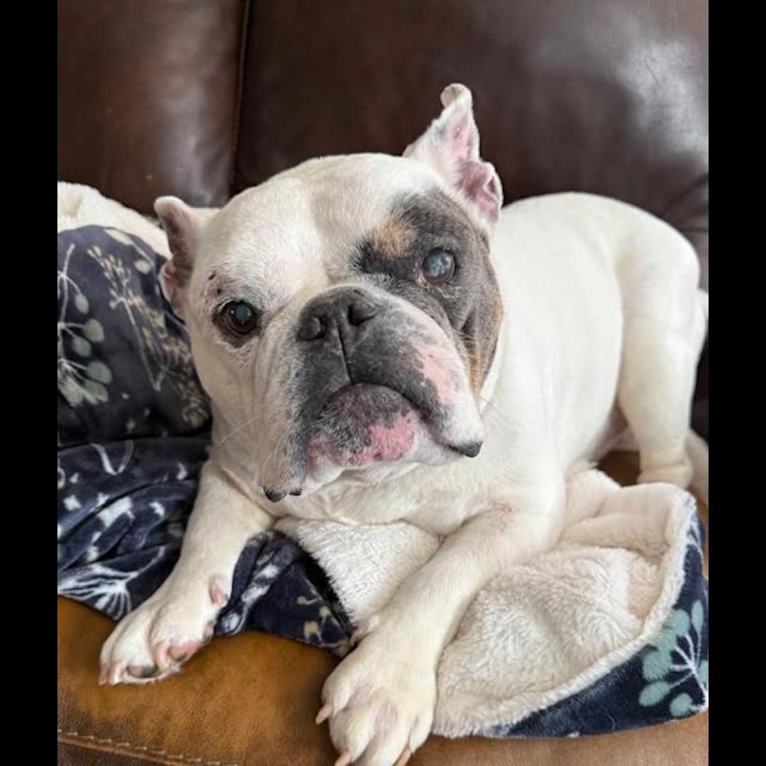 Marc Jacobs, a ADOPTABLE mixed breed in Midlothian, VA image 2/6