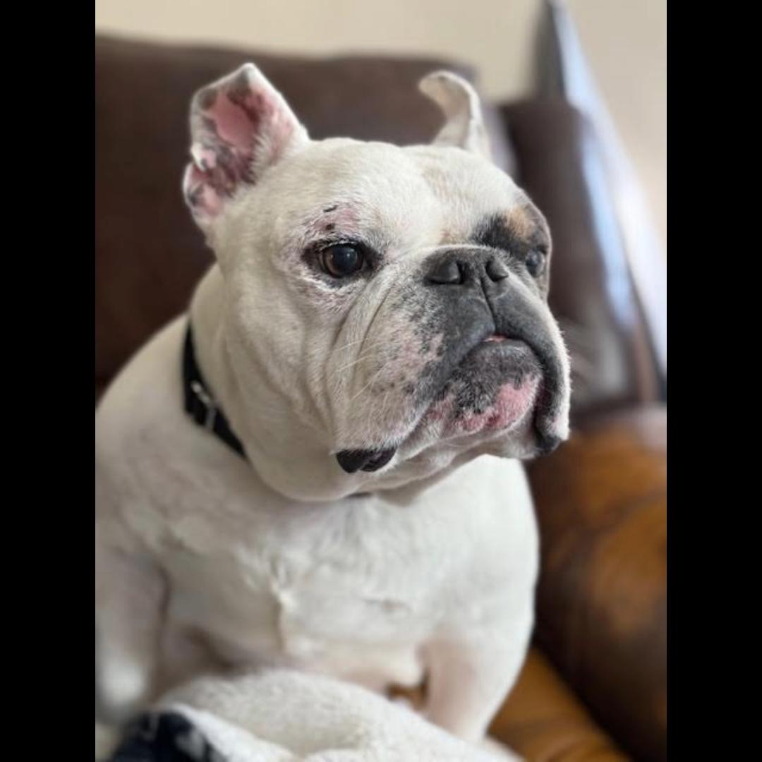 Marc Jacobs, a ADOPTABLE mixed breed in Midlothian, VA image 3/6