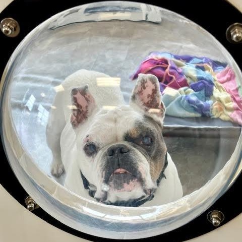 Marc Jacobs, a ADOPTABLE mixed breed in Midlothian, VA image 4/6