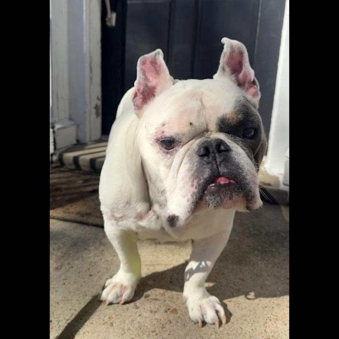 Marc Jacobs, a ADOPTABLE mixed breed in Midlothian, VA image 5/6