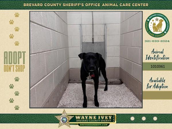 Lincoln, Adoptable, Senior Male Mixed Breed.