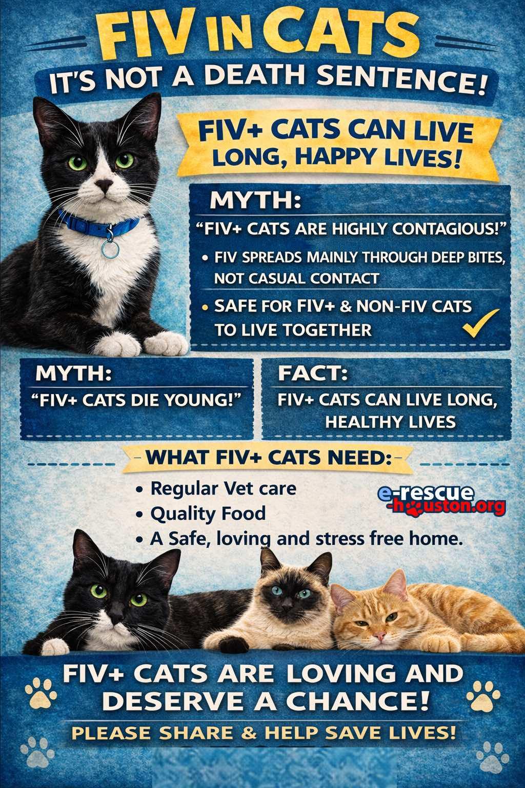 Enlarge Sir Charlie  (Creampuff), a ADOPTABLE Domestic Long Hair in Houston, TX image 5/6