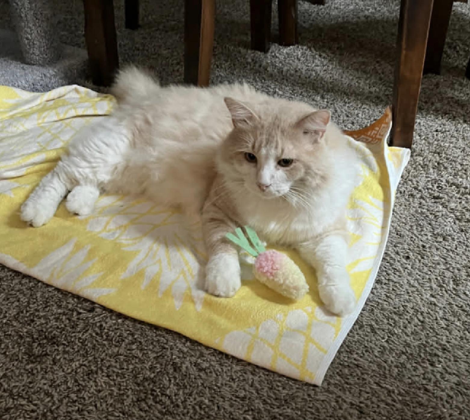 Enlarge Sir Charlie  (Creampuff), a ADOPTABLE Domestic Long Hair in Houston, TX image 2/6