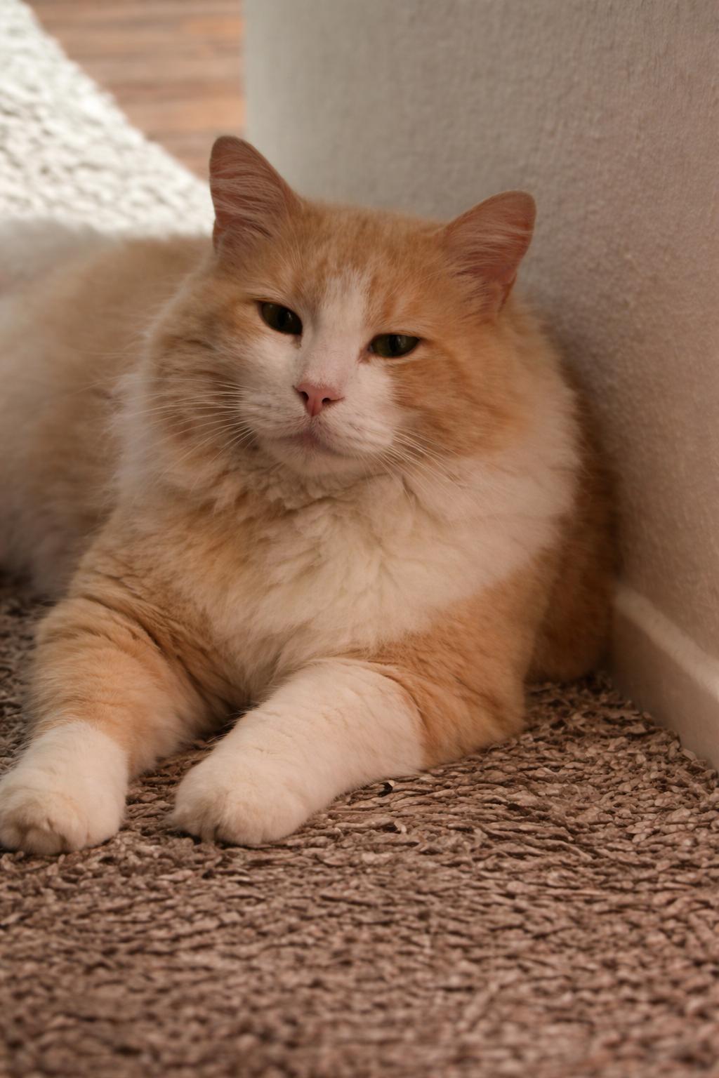 Enlarge Sir Charlie  (Creampuff), a ADOPTABLE Domestic Long Hair in Houston, TX image 3/6