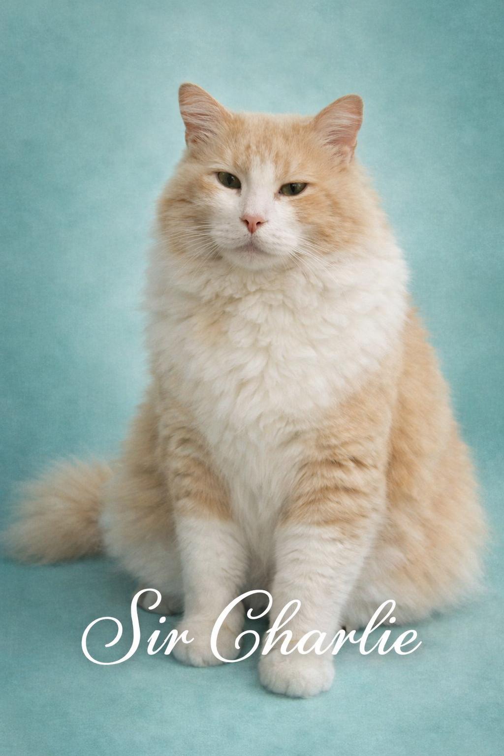 Sir Charlie  (Creampuff), ADOPTABLE, Adult Male Domestic Long Hair.
