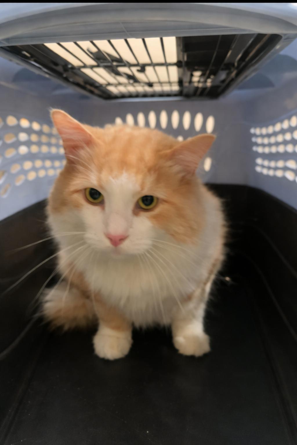 Enlarge Sir Charlie  (Creampuff), a ADOPTABLE Domestic Long Hair in Houston, TX image 4/6
