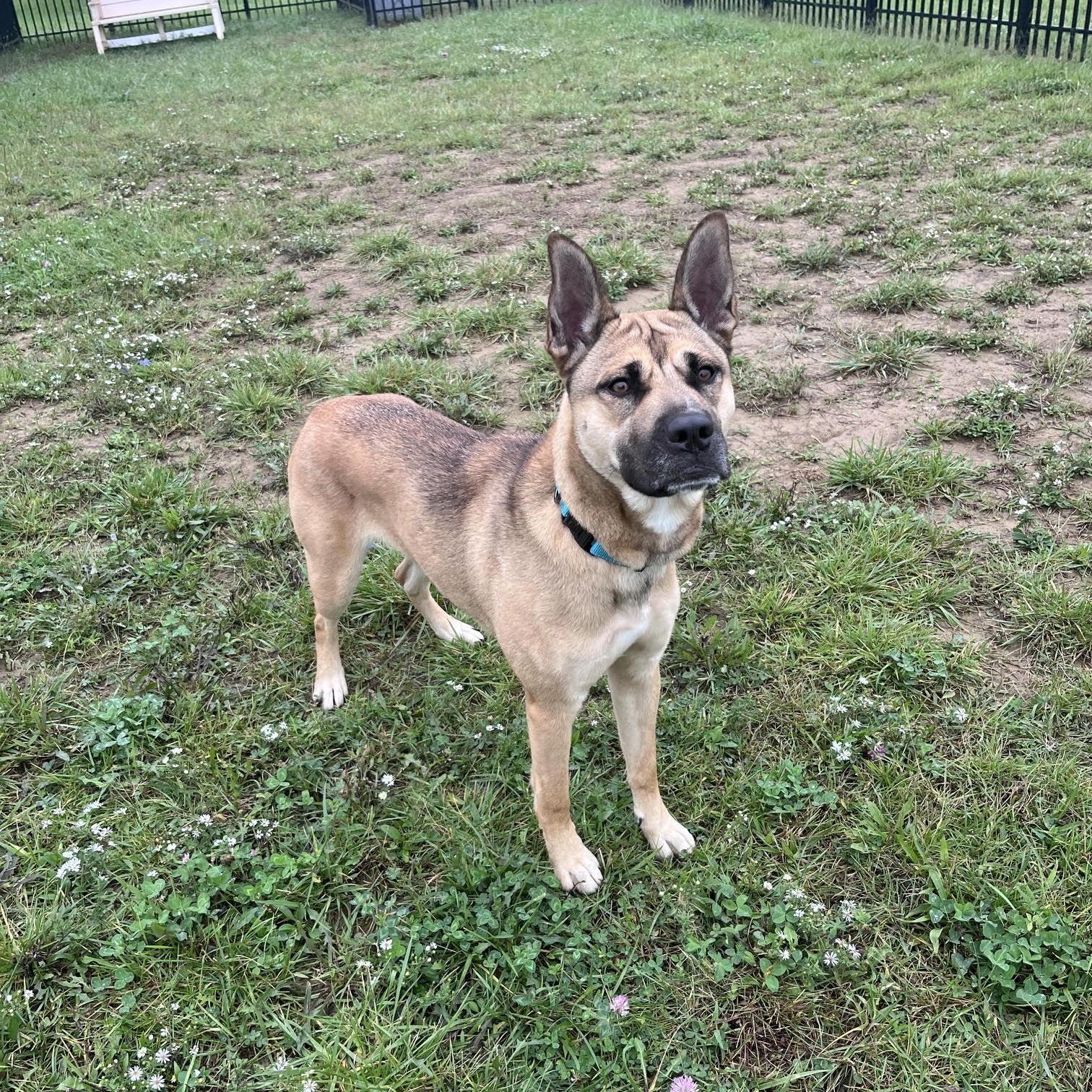 Enlarge Sasha, a Adoptable mixed breed in West Jefferson, OH image 4/4