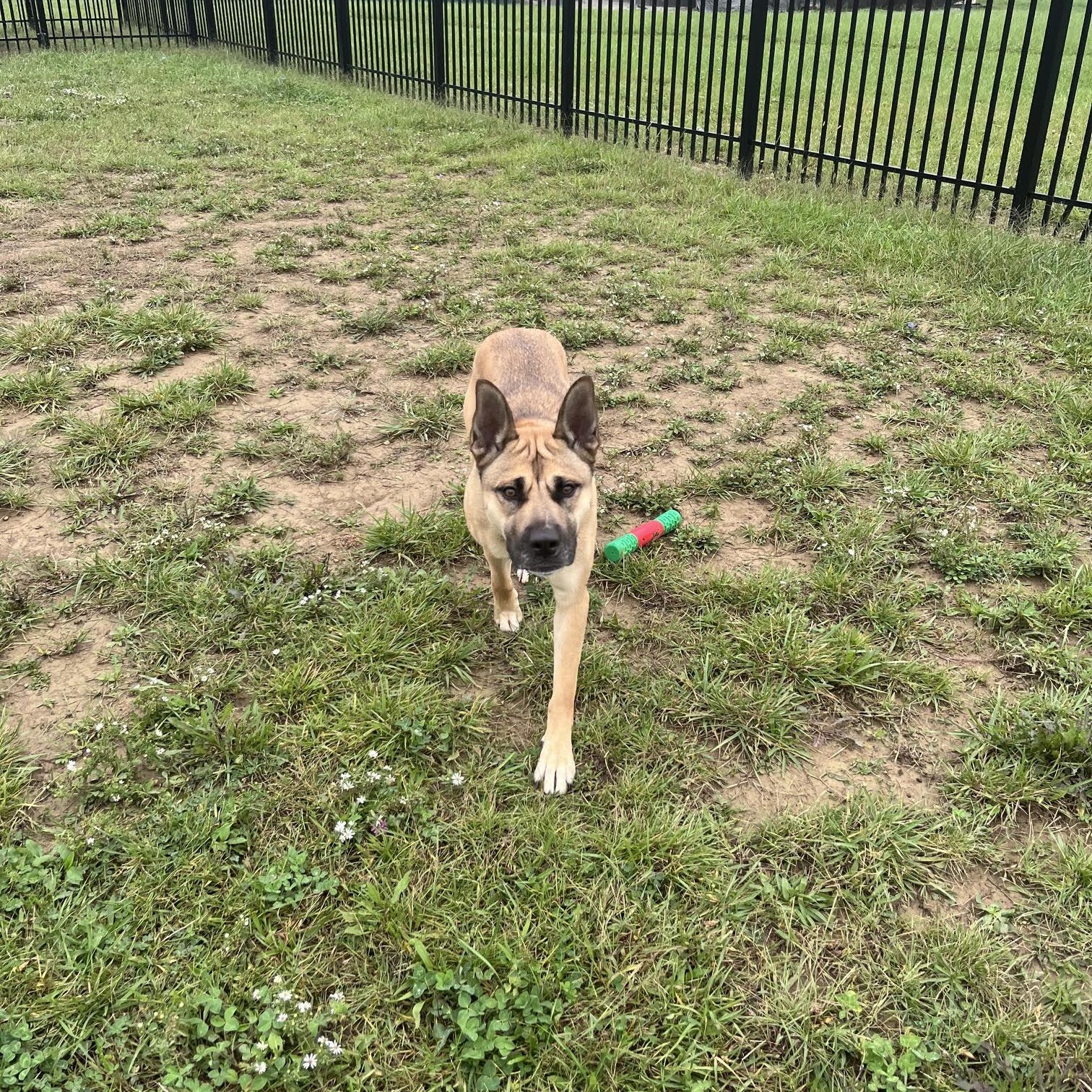 Enlarge Sasha, a Adoptable mixed breed in West Jefferson, OH image 3/4