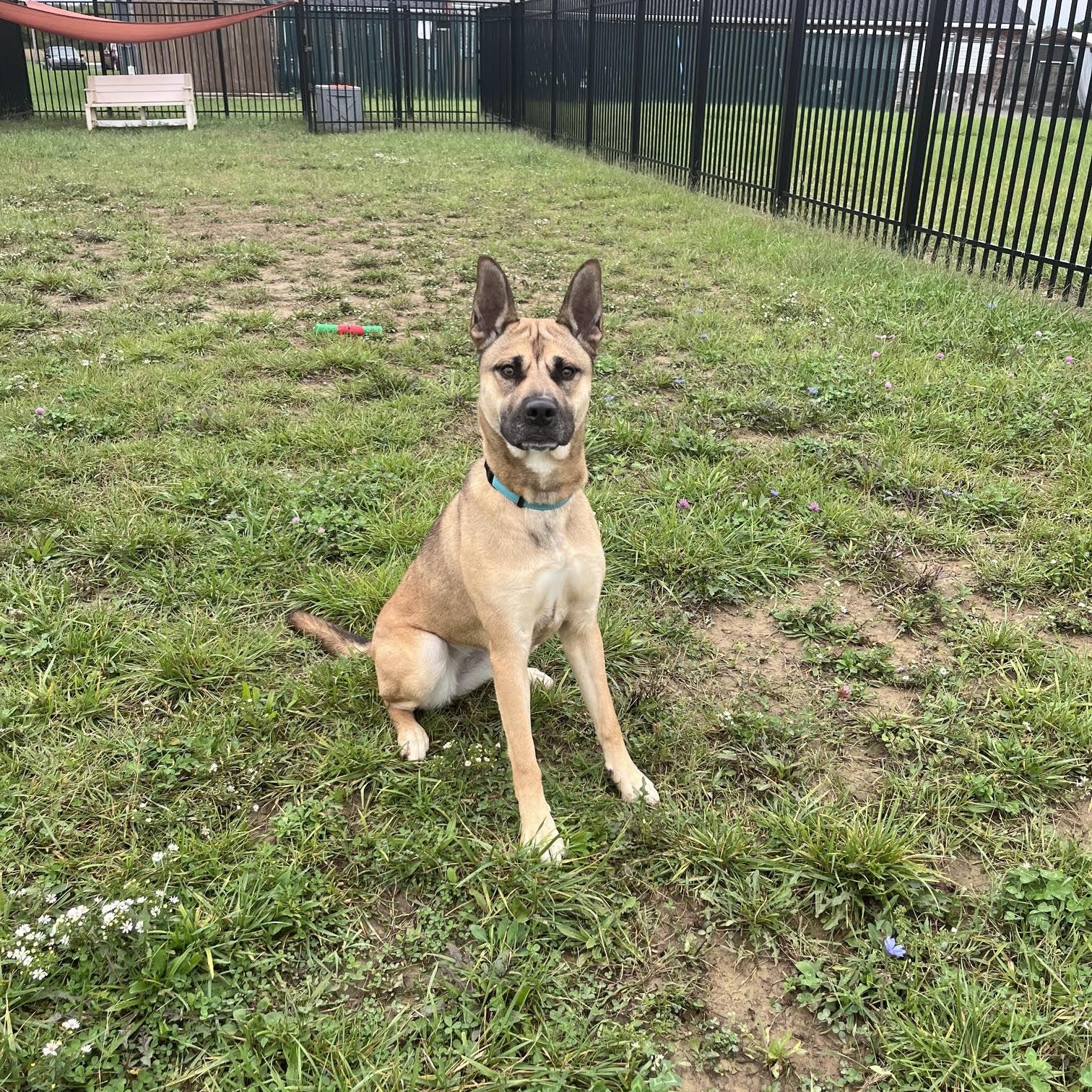 Enlarge Sasha, a Adoptable mixed breed in West Jefferson, OH image 2/4