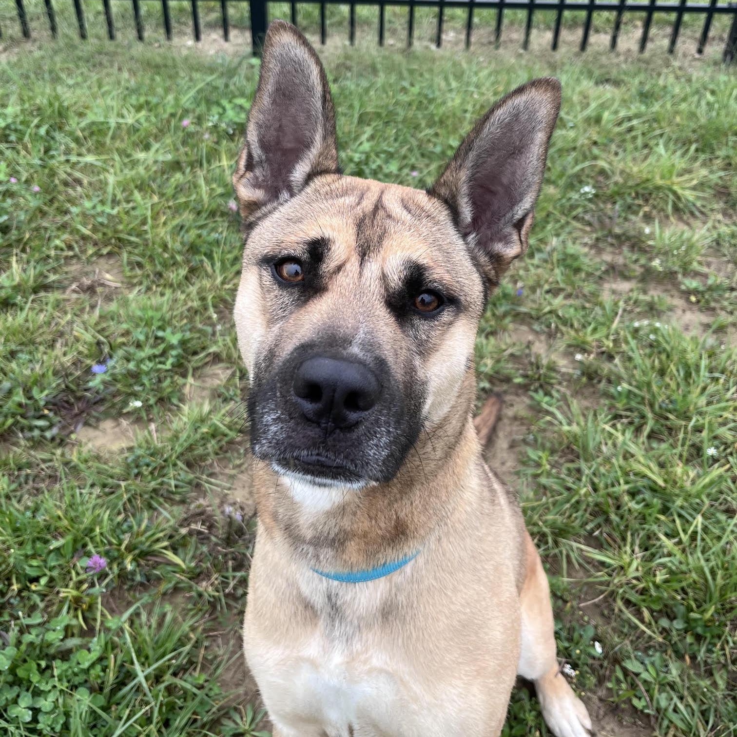 Enlarge Sasha, a Adoptable mixed breed in West Jefferson, OH image 1/4