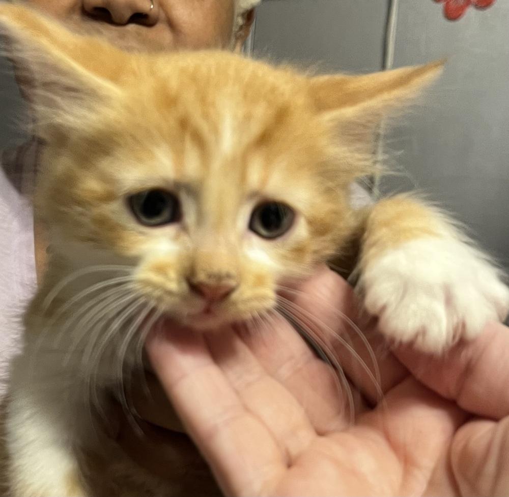 Pooh, Adoptable, Kitten Male Domestic Medium Hair.