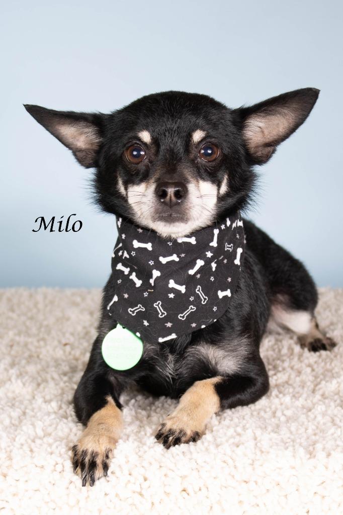 Milo, Adoptable, Adult Male Chihuahua & Shepherd.