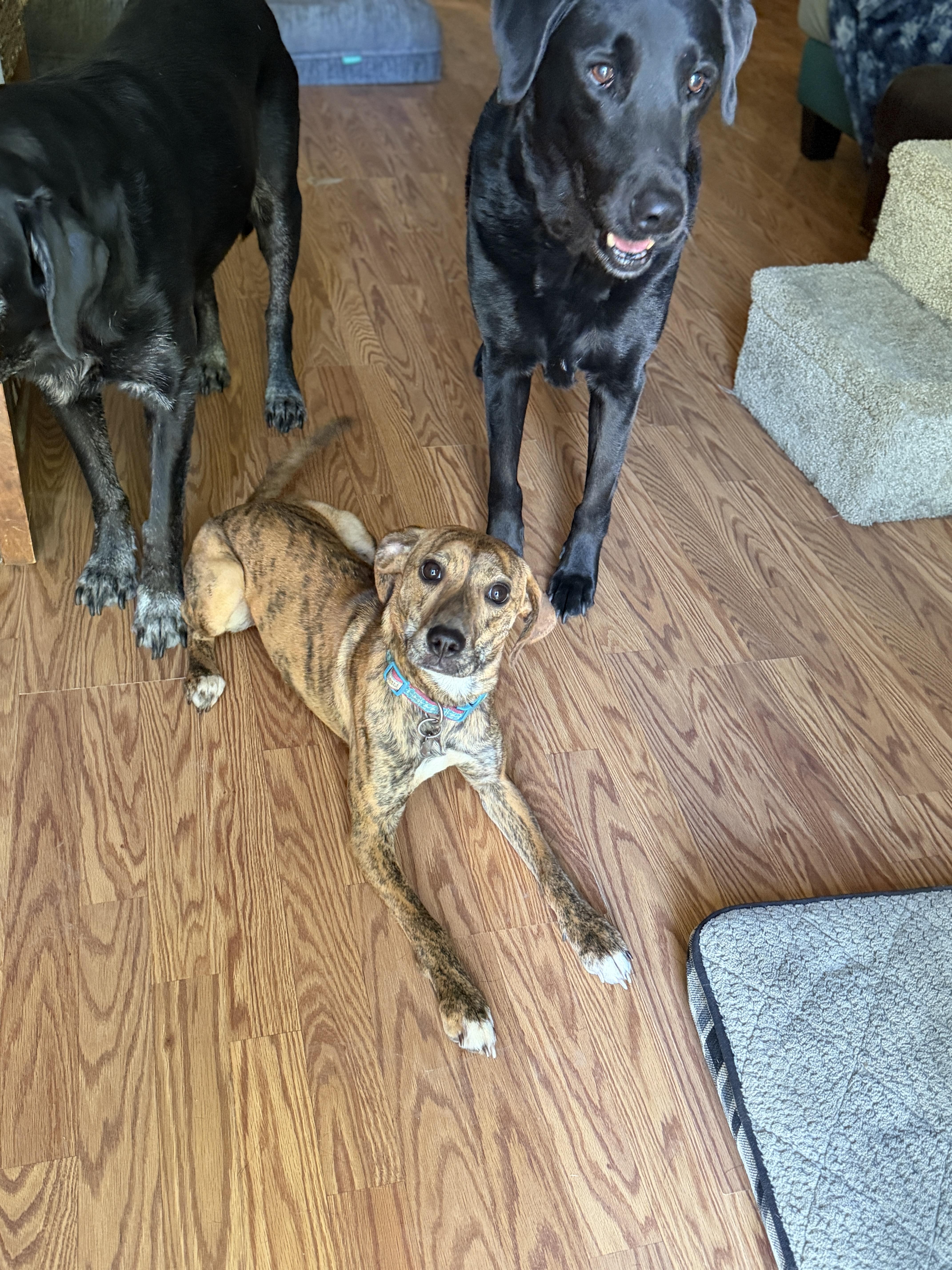 Enlarge Jemma, a ADOPTABLE Mixed Breed in Jeffersonville, IN image 6/6