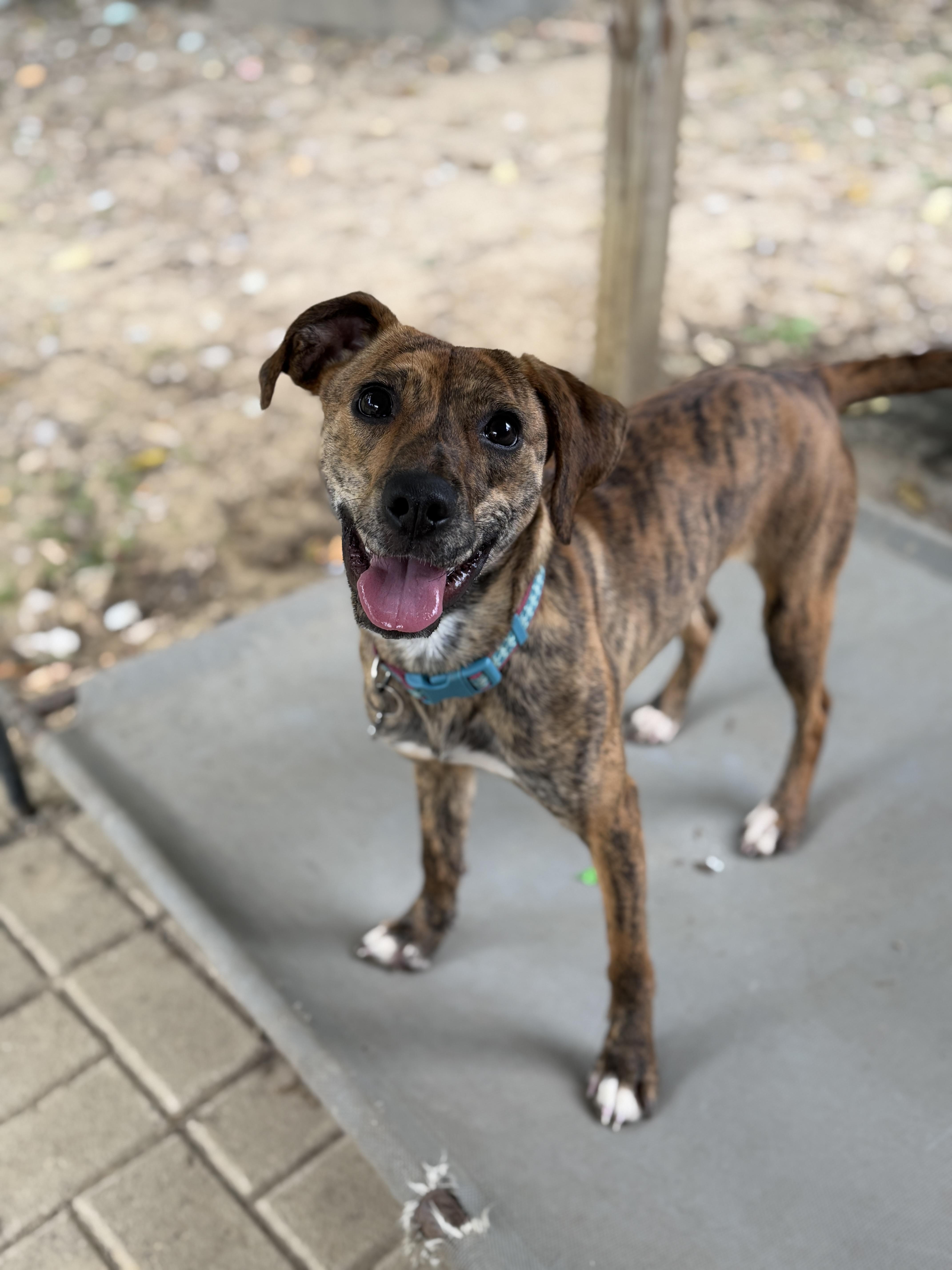 Enlarge Jemma, a Adoptable mixed breed in Jeffersonville, IN image 5/6