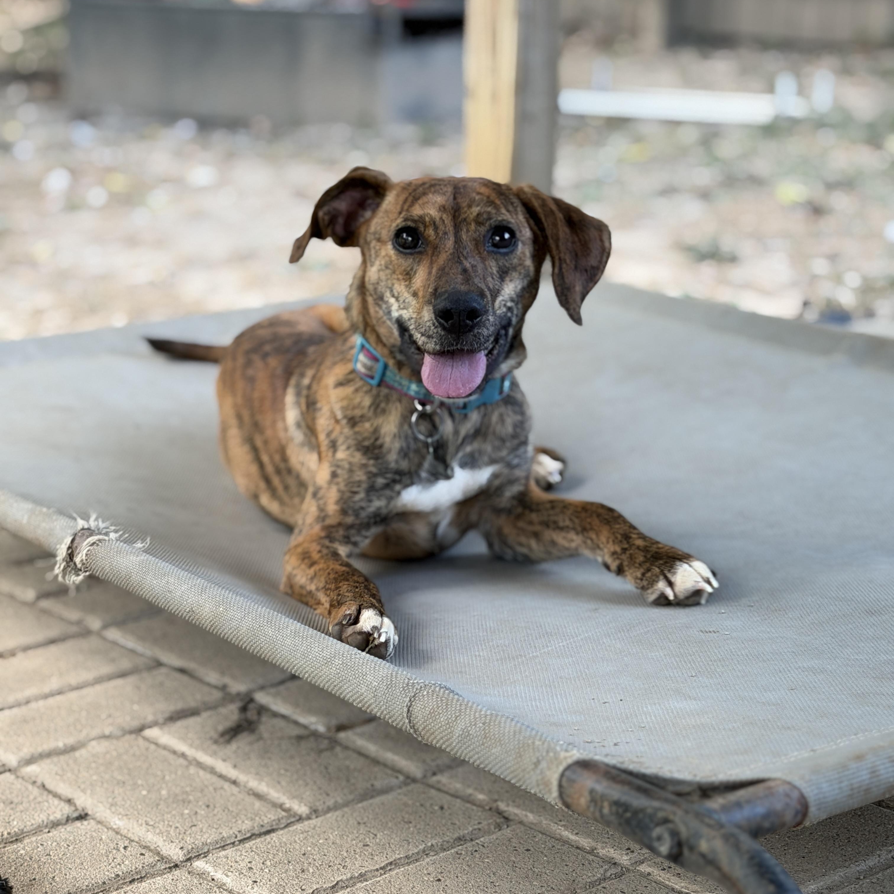 Enlarge Jemma, a ADOPTABLE Mixed Breed in Jeffersonville, IN image 1/6