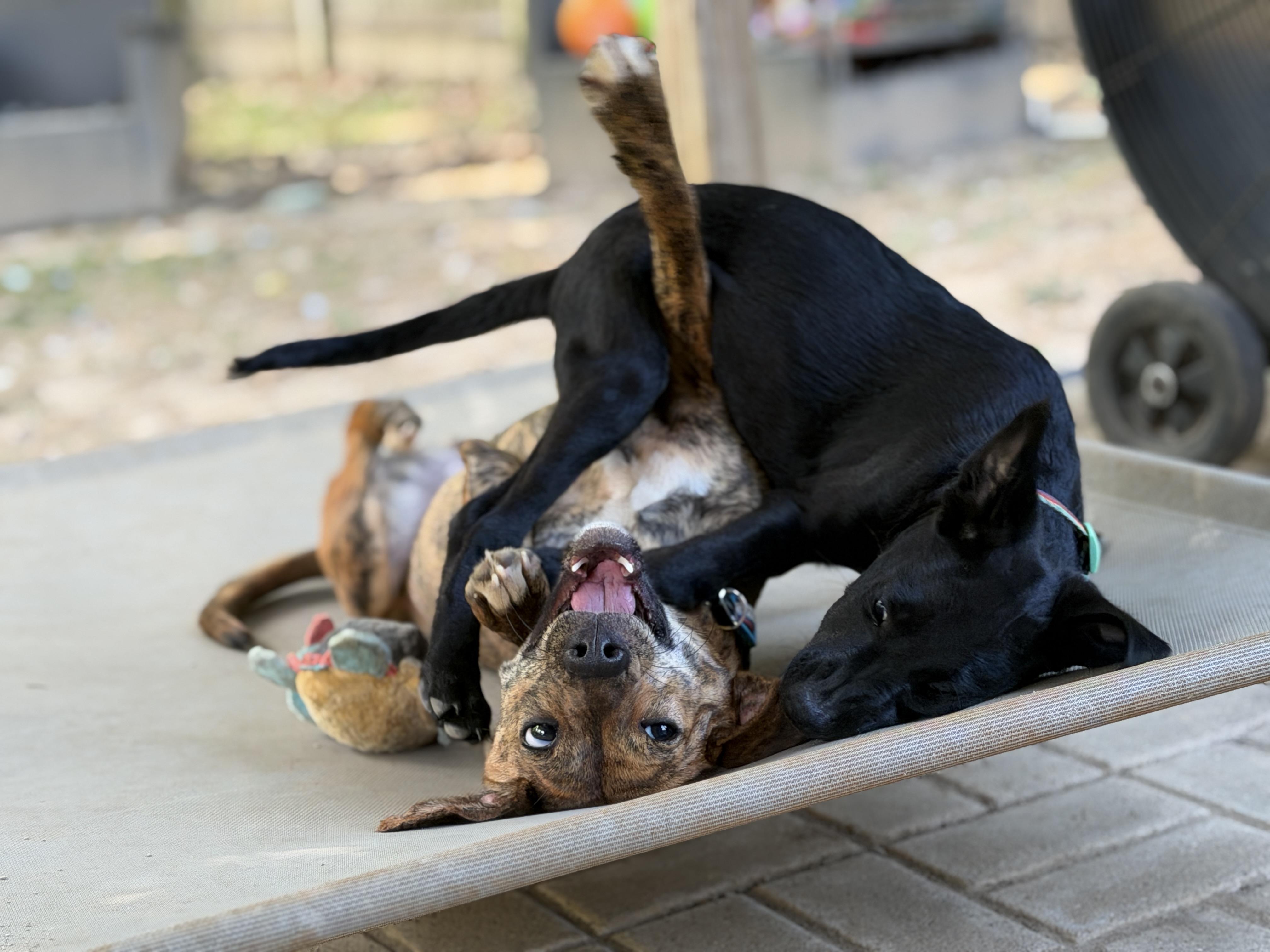 Enlarge Jemma, a ADOPTABLE Mixed Breed in Jeffersonville, IN image 3/6