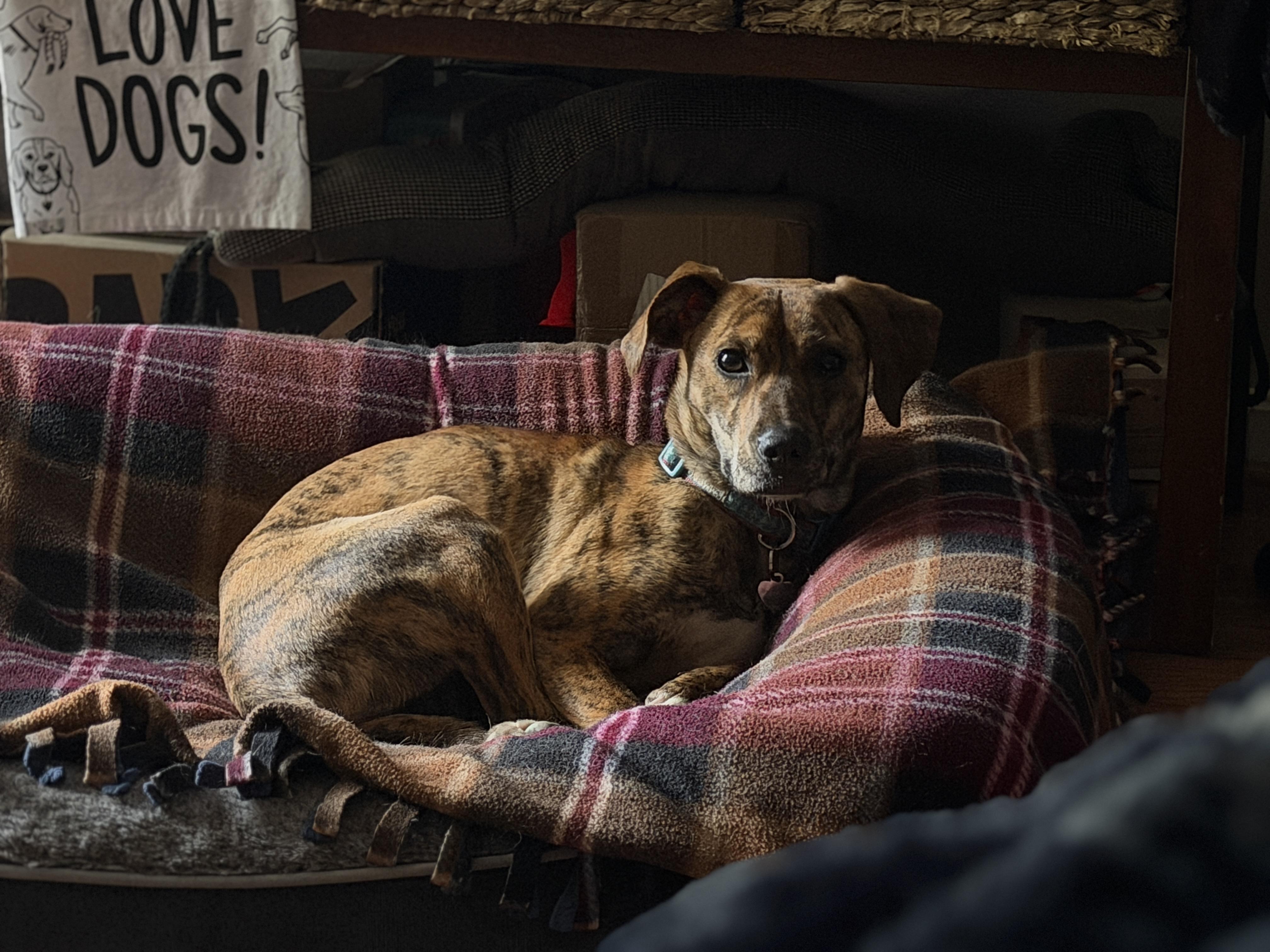 Enlarge Jemma, a Adoptable mixed breed in Jeffersonville, IN image 2/6