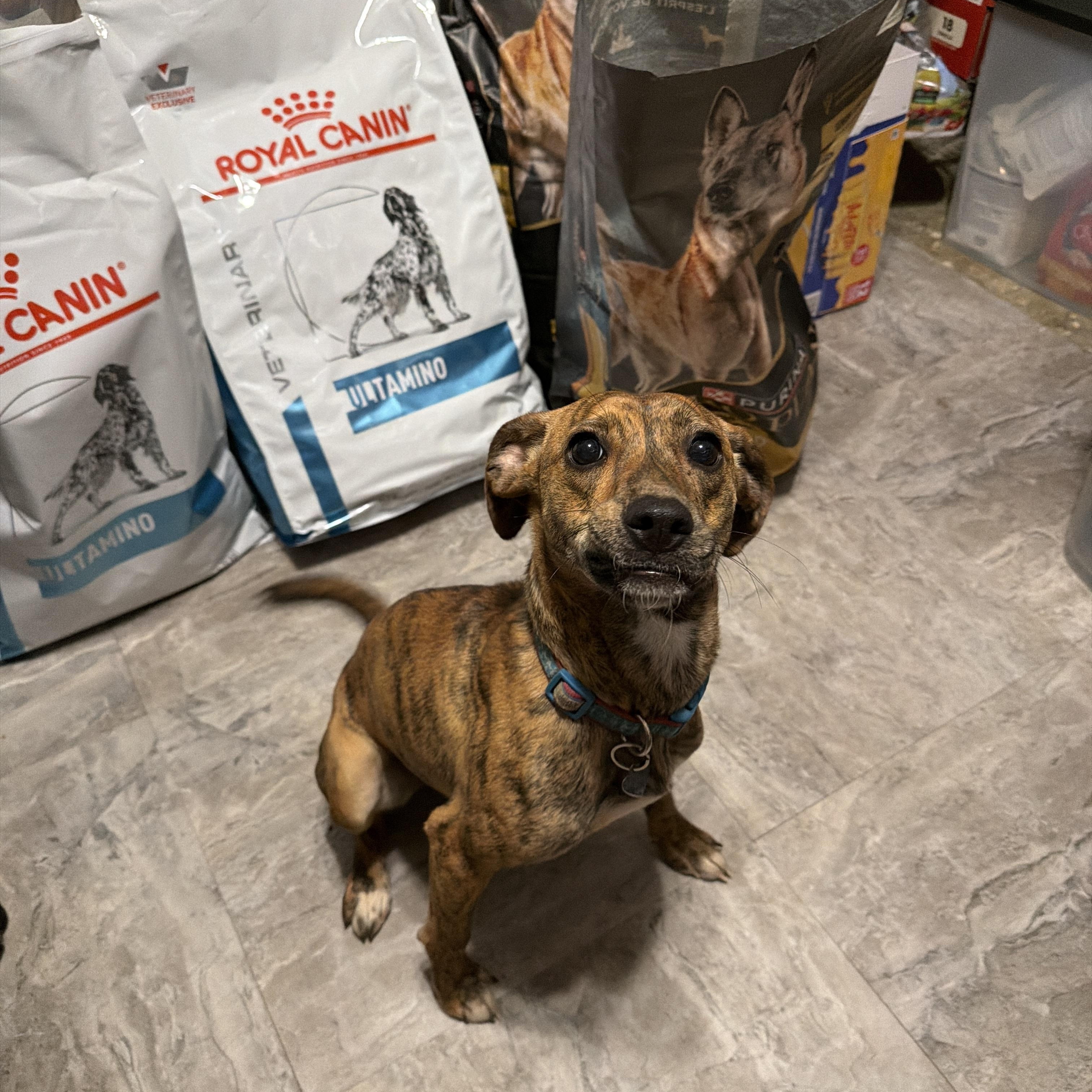 Enlarge Jemma, a ADOPTABLE Mixed Breed in Jeffersonville, IN image 5/6