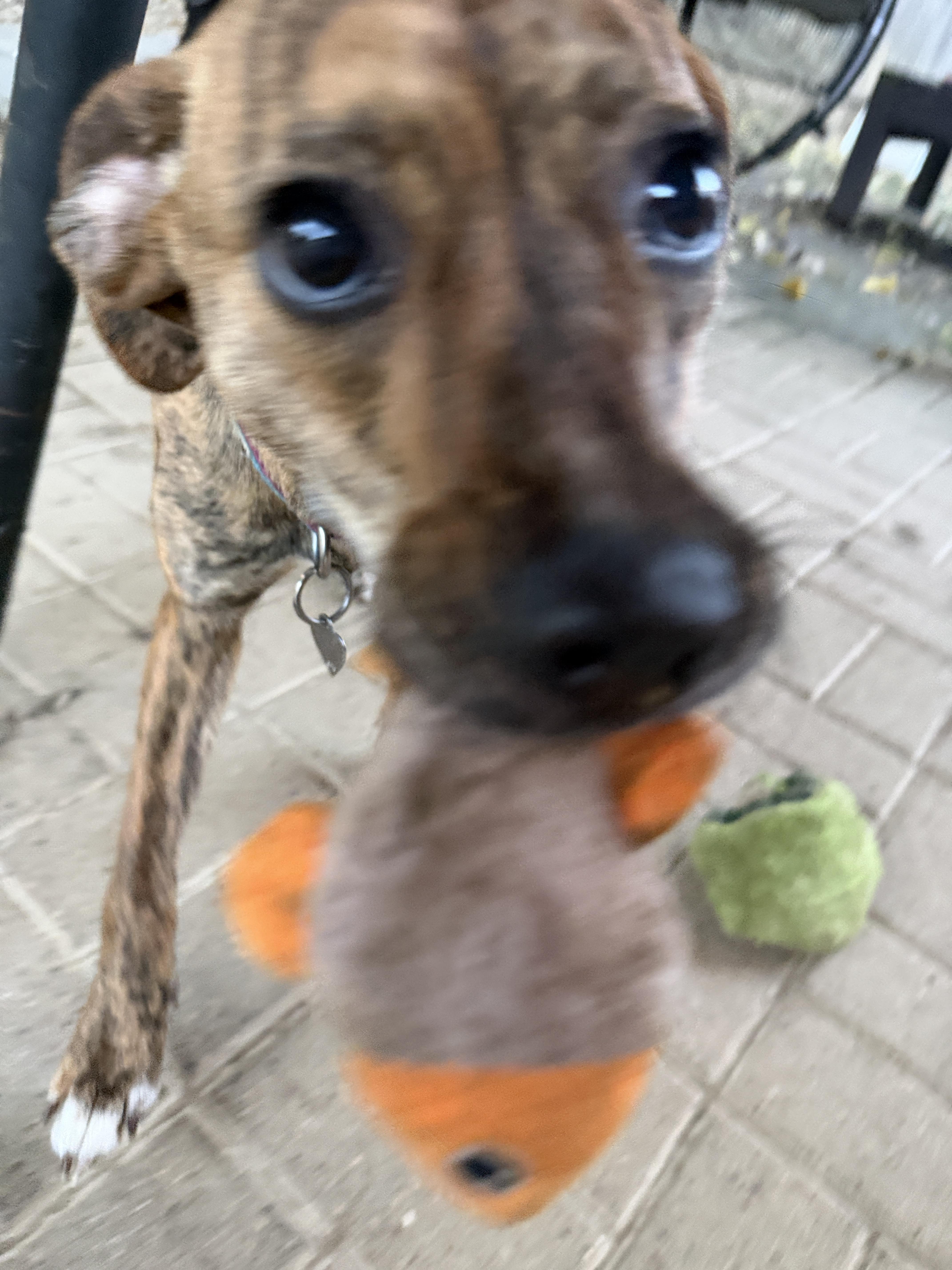Enlarge Jemma, a Adoptable mixed breed in Jeffersonville, IN image 6/6