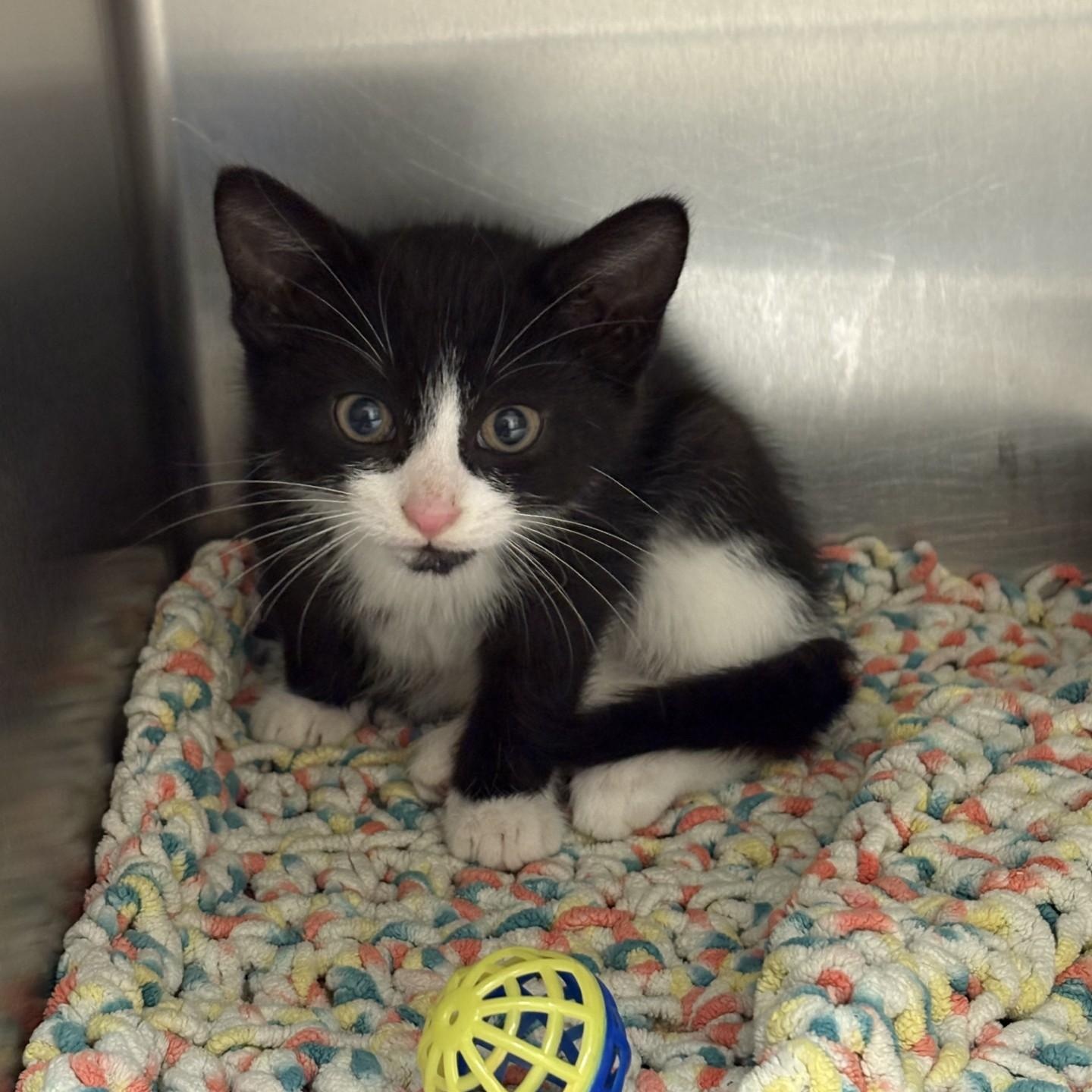 Enlarge Blitzen, a ADOPTABLE Domestic Short Hair in Elberon, VA image 1/1