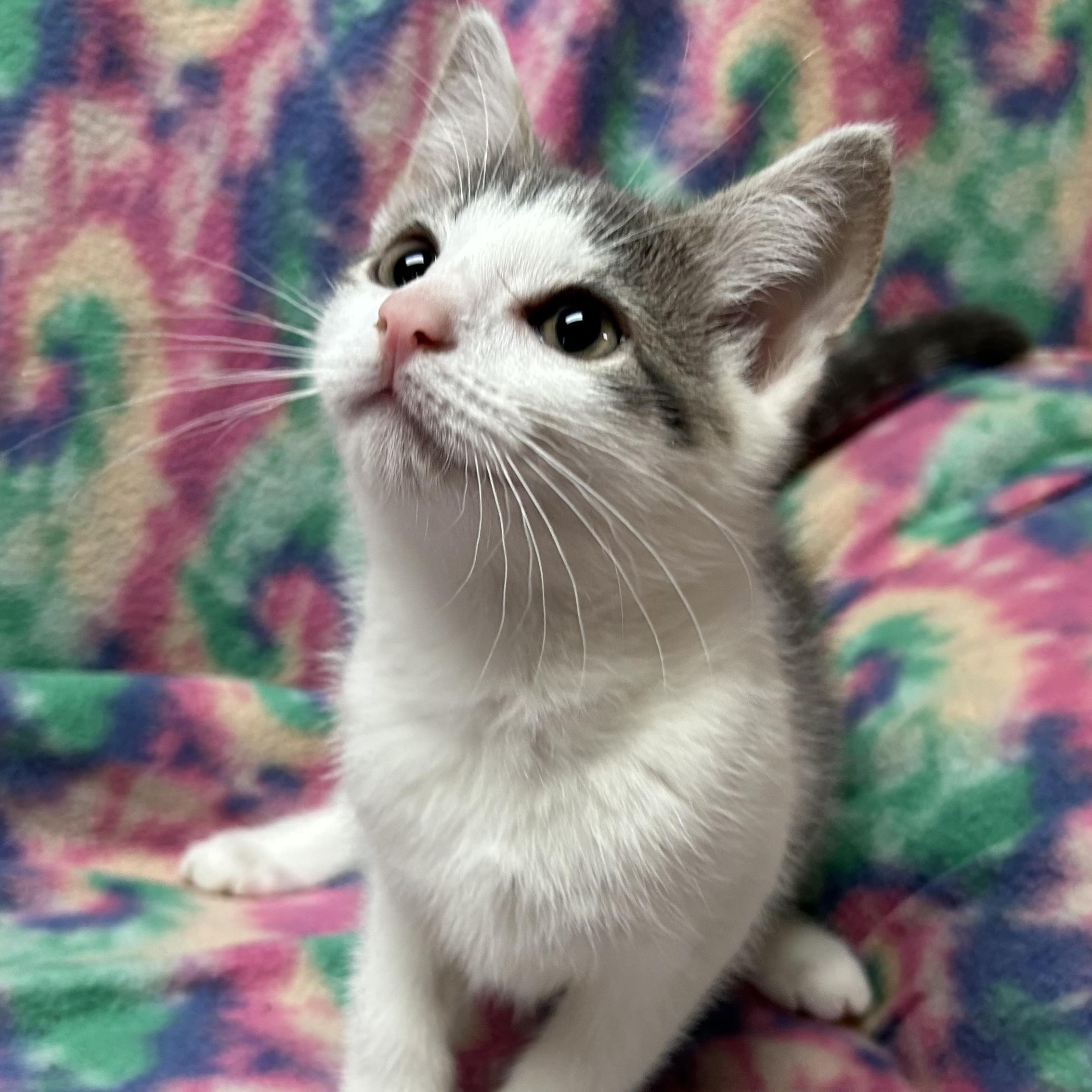 Enlarge Silver, an adopted Domestic Short Hair in White Oak, PA image 2/2