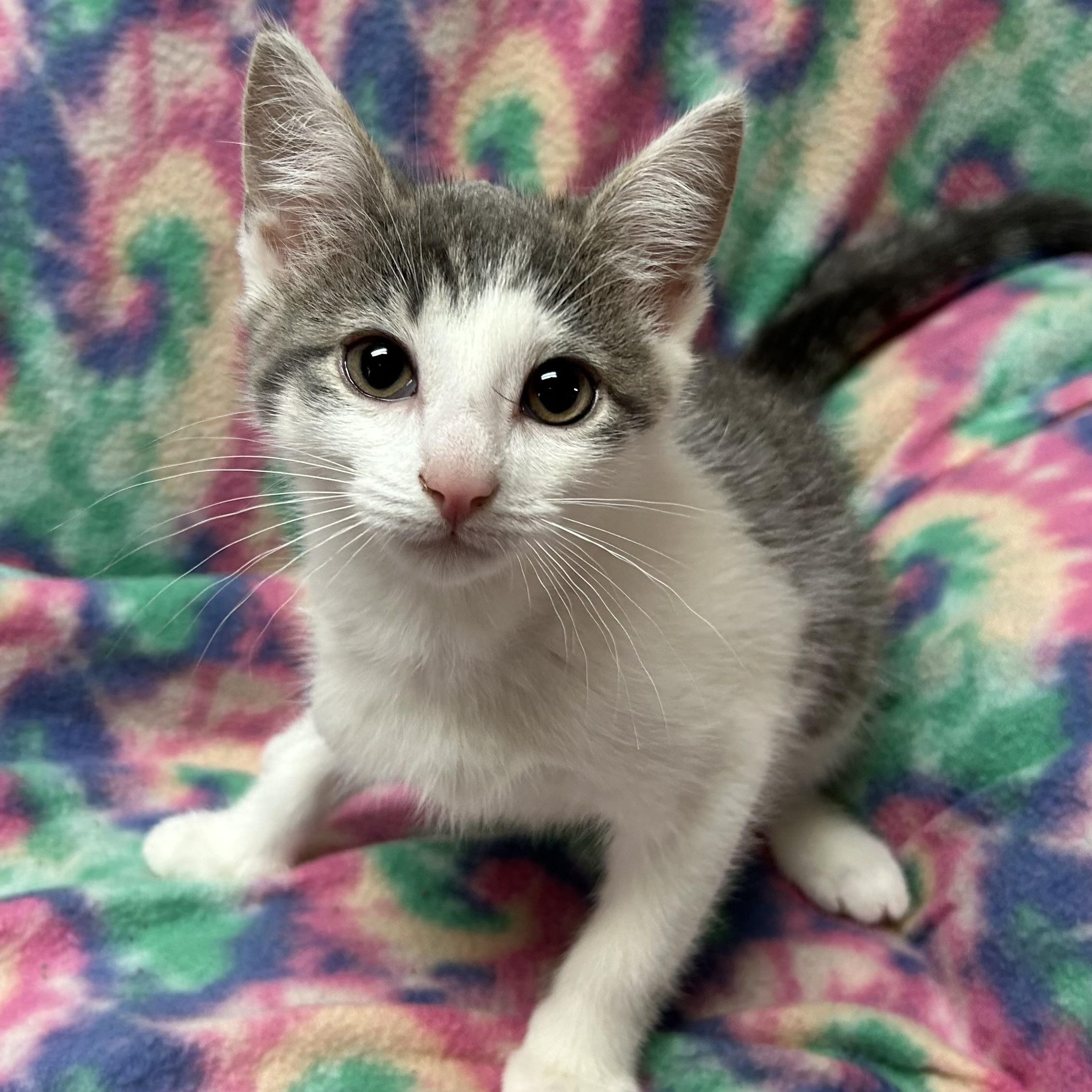 Silver, adopted, Kitten Female Domestic Short Hair.