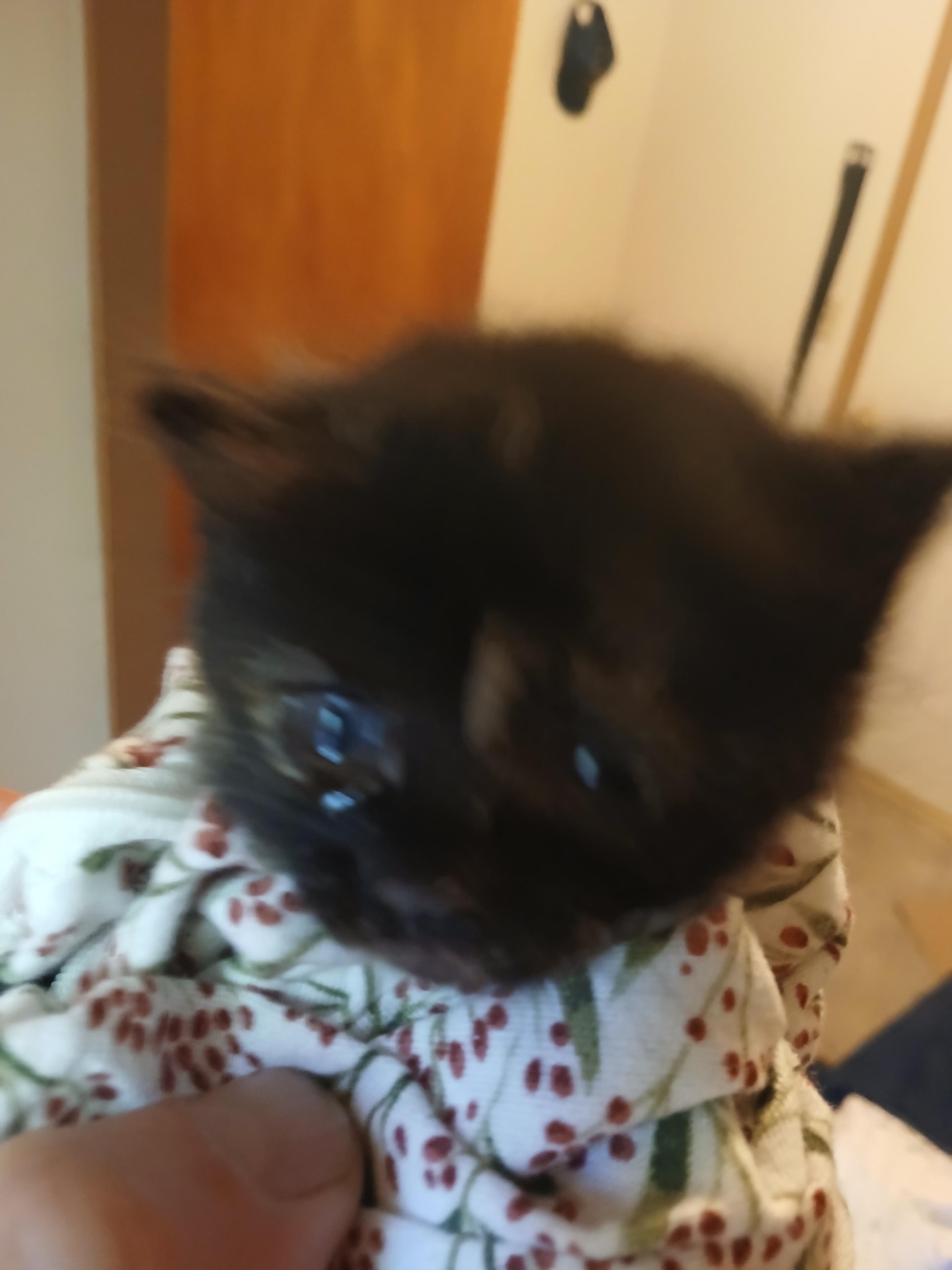 Faith, Adoptable, Kitten Female Domestic Medium Hair.
