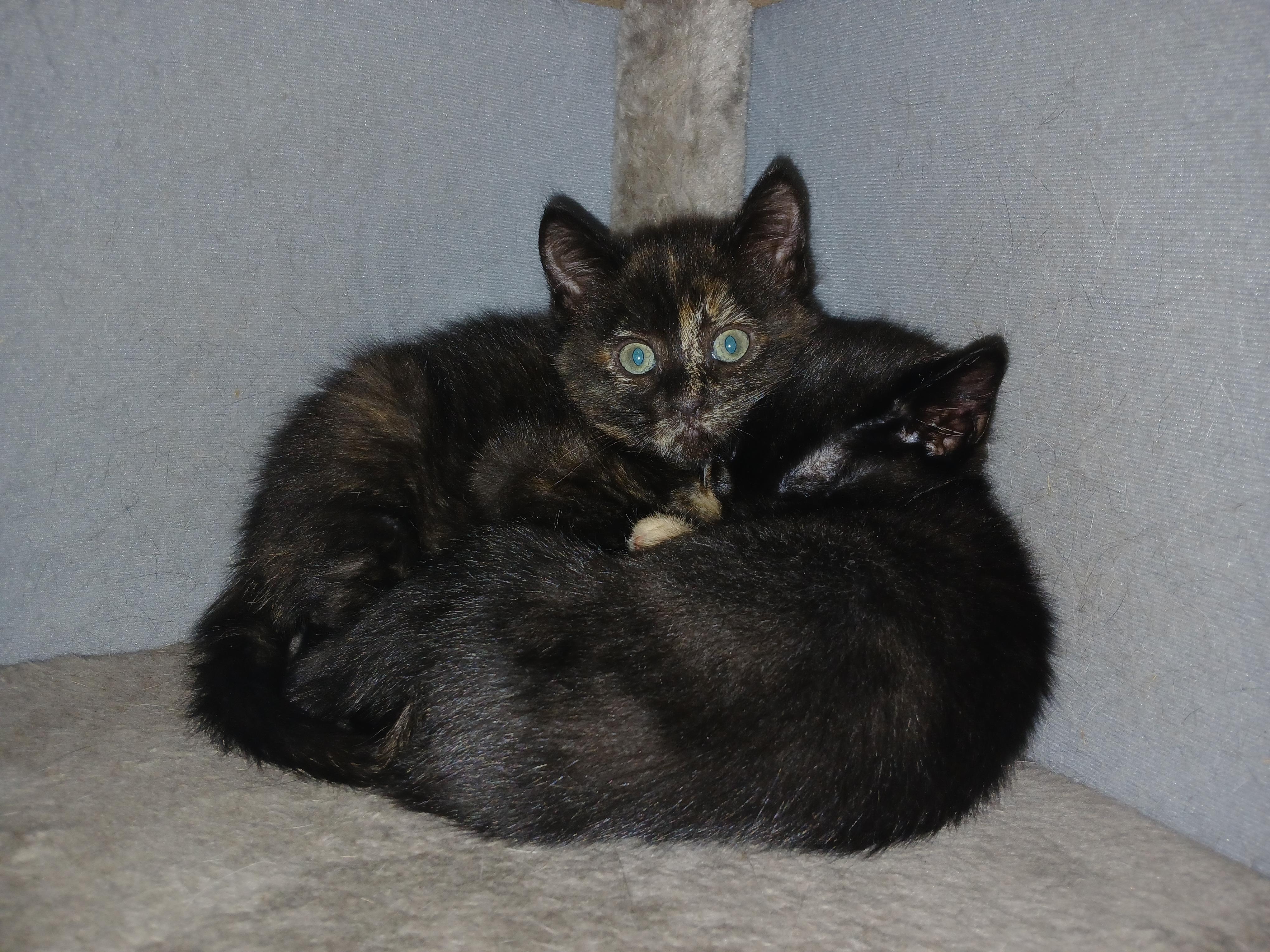 Enlarge Faith, a Adoptable Domestic Medium Hair in Diamond Springs, CA image 2/6