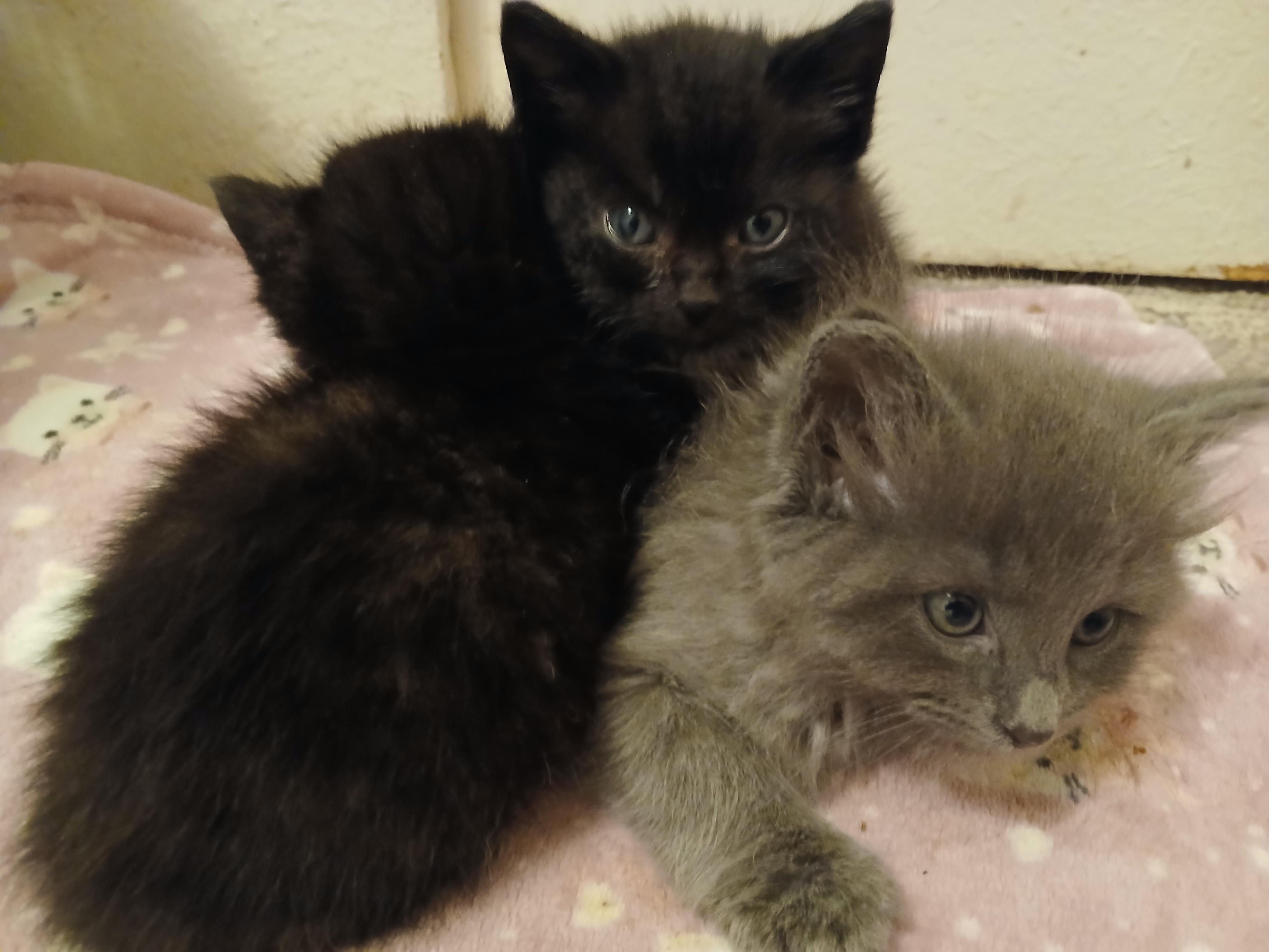 Enlarge Faith, a Adoptable Domestic Medium Hair in Diamond Springs, CA image 3/6