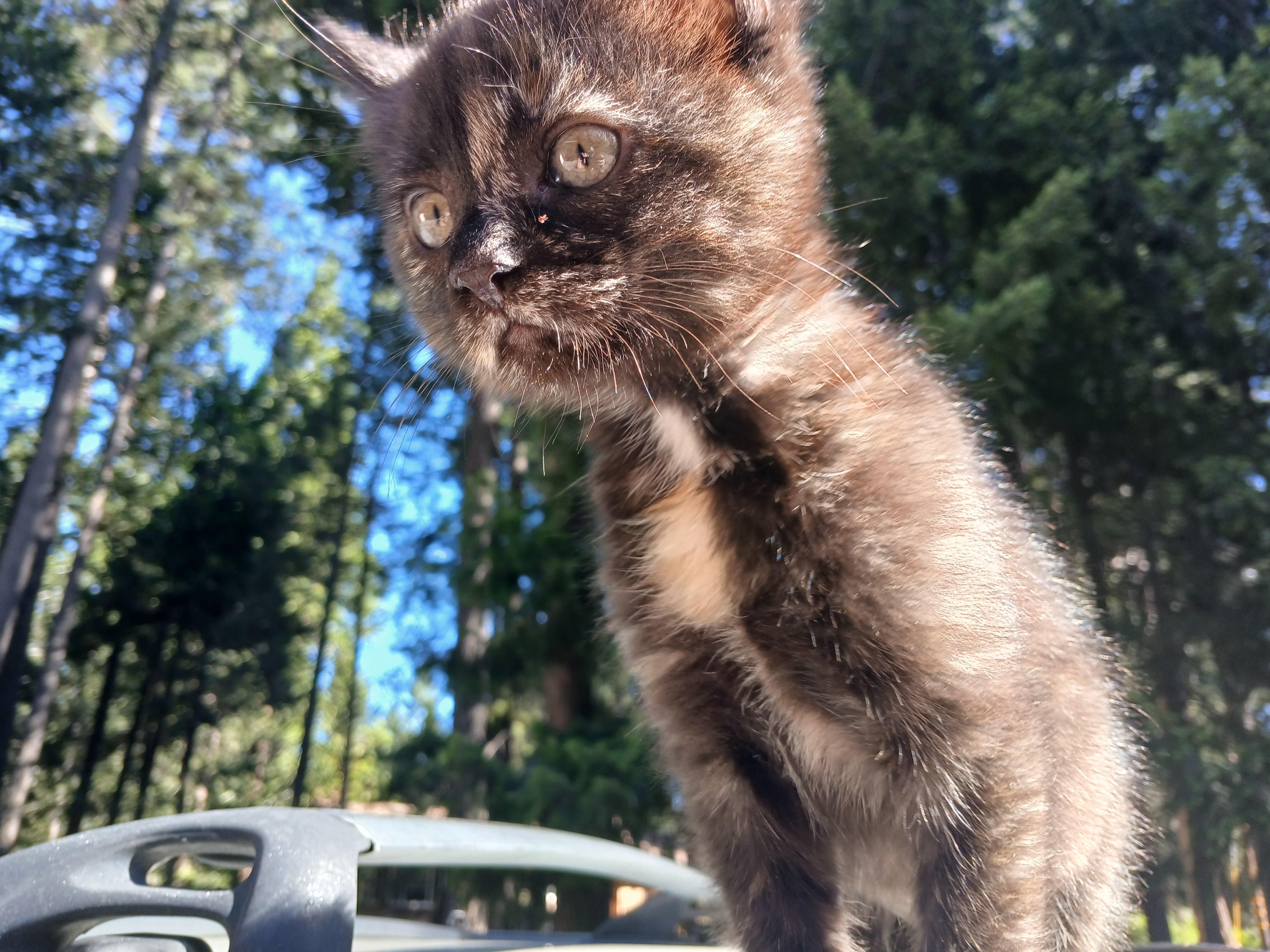 Enlarge Faith, a Adoptable Domestic Medium Hair in Diamond Springs, CA image 4/6