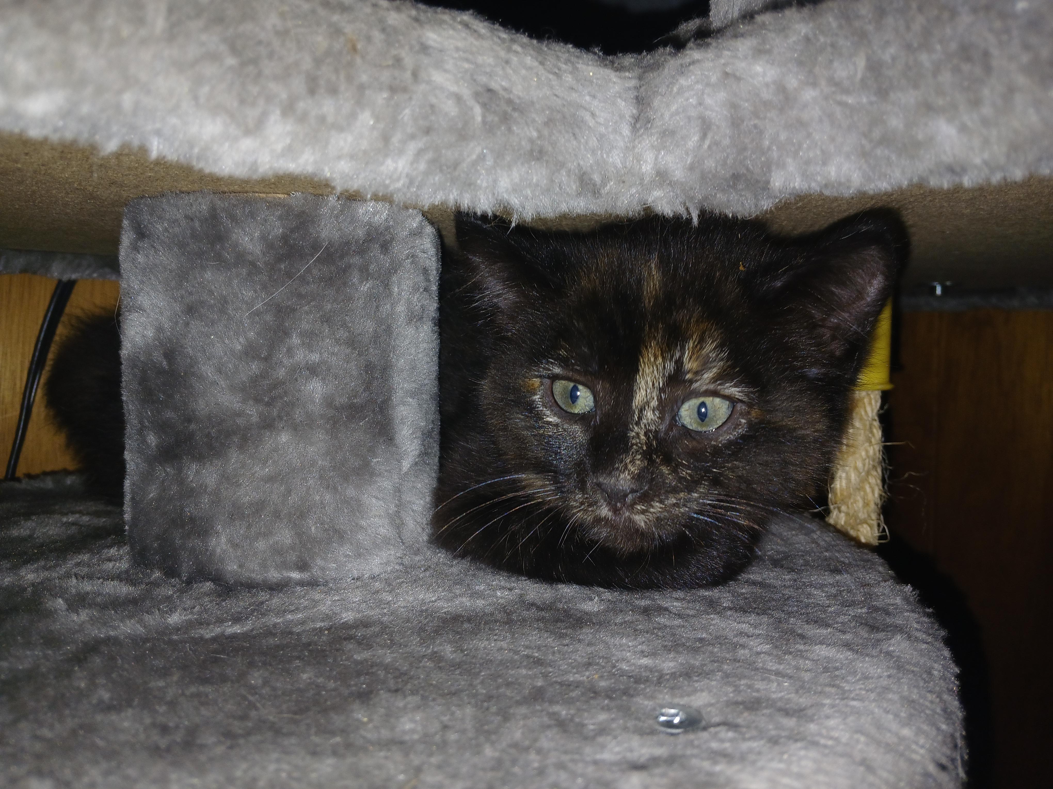 Enlarge Faith, a Adoptable Domestic Medium Hair in Diamond Springs, CA image 5/6
