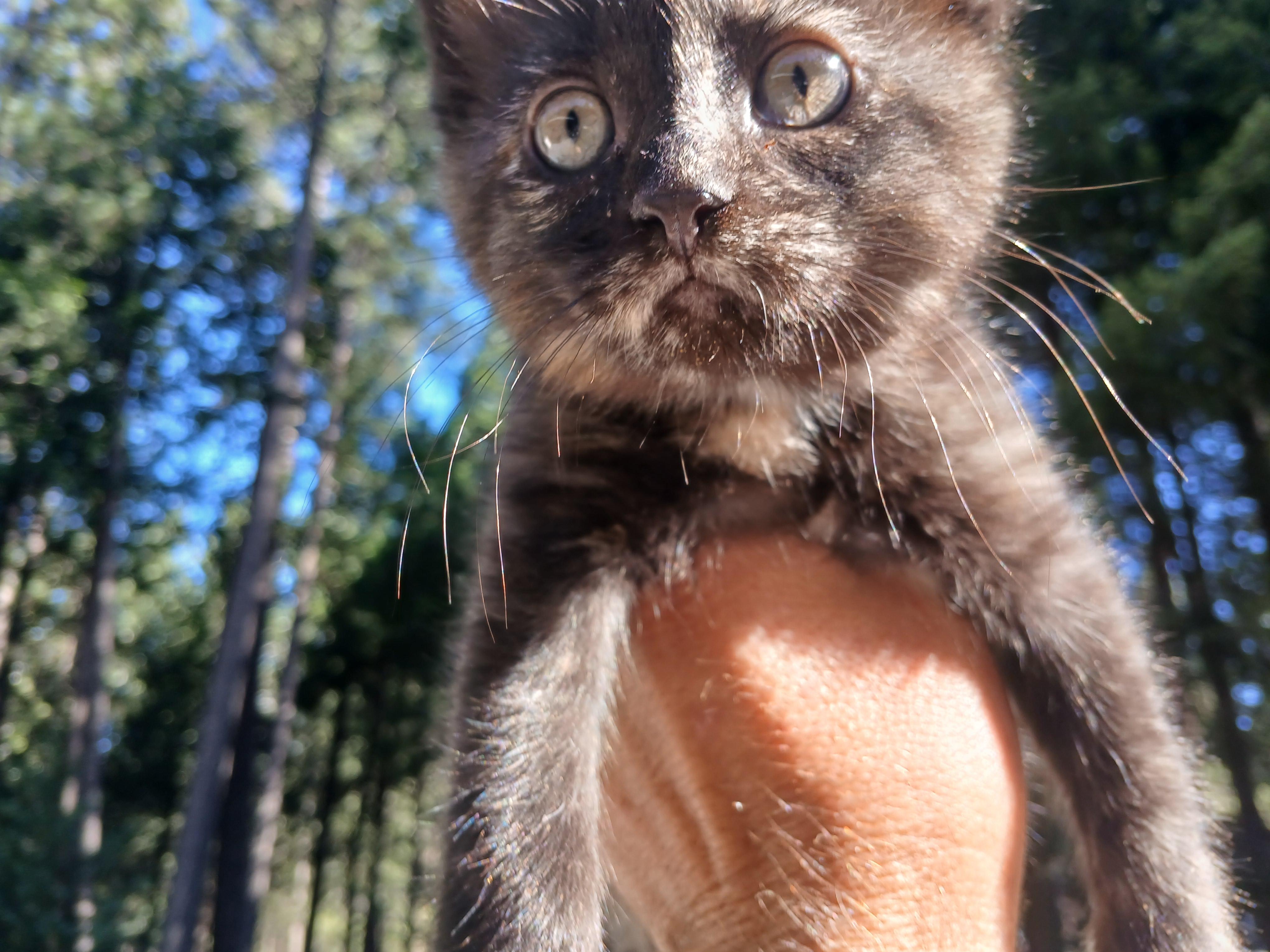Enlarge Faith, a Adoptable Domestic Medium Hair in Diamond Springs, CA image 6/6